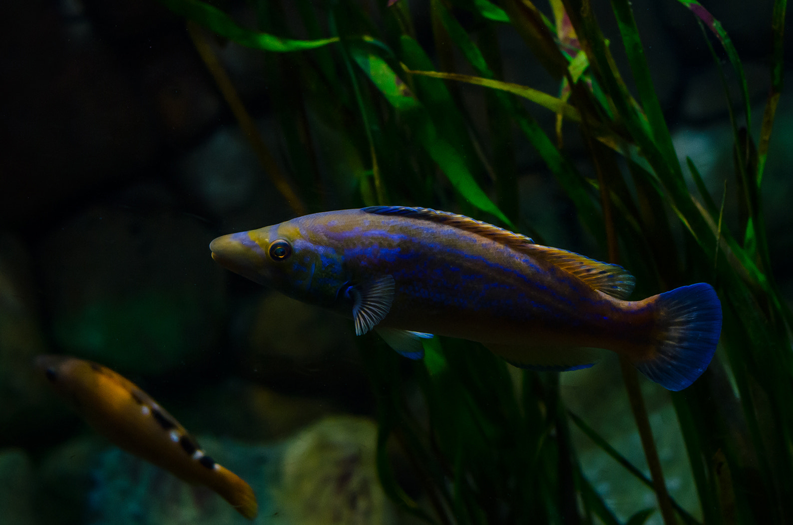 Nikon D7000 + Nikon AF-S Nikkor 50mm F1.4G sample photo. Seaworld königswinter, germany photography