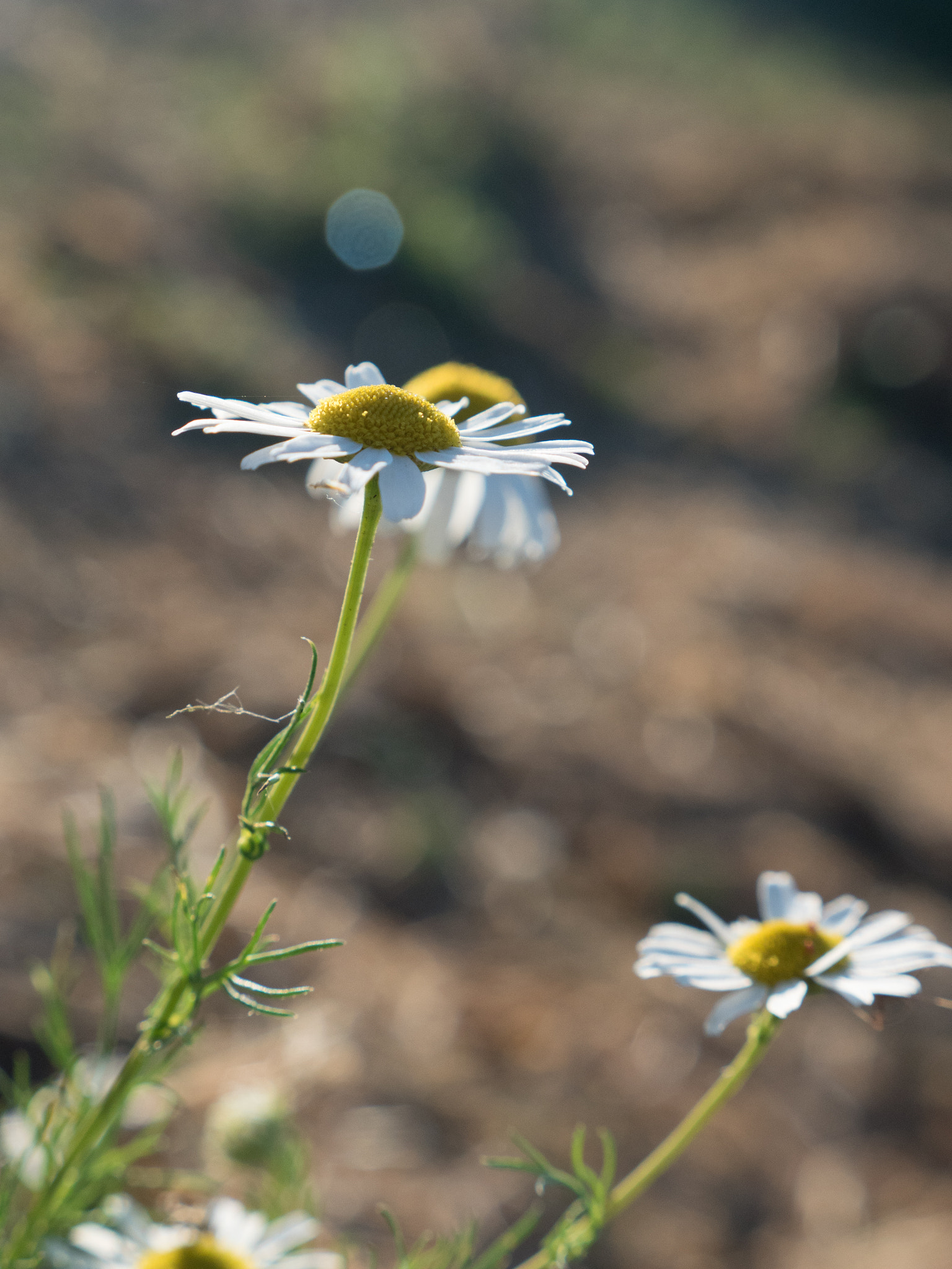 Panasonic Lumix G X Vario 12-35mm F2.8 ASPH Power OIS sample photo. Fleur photography