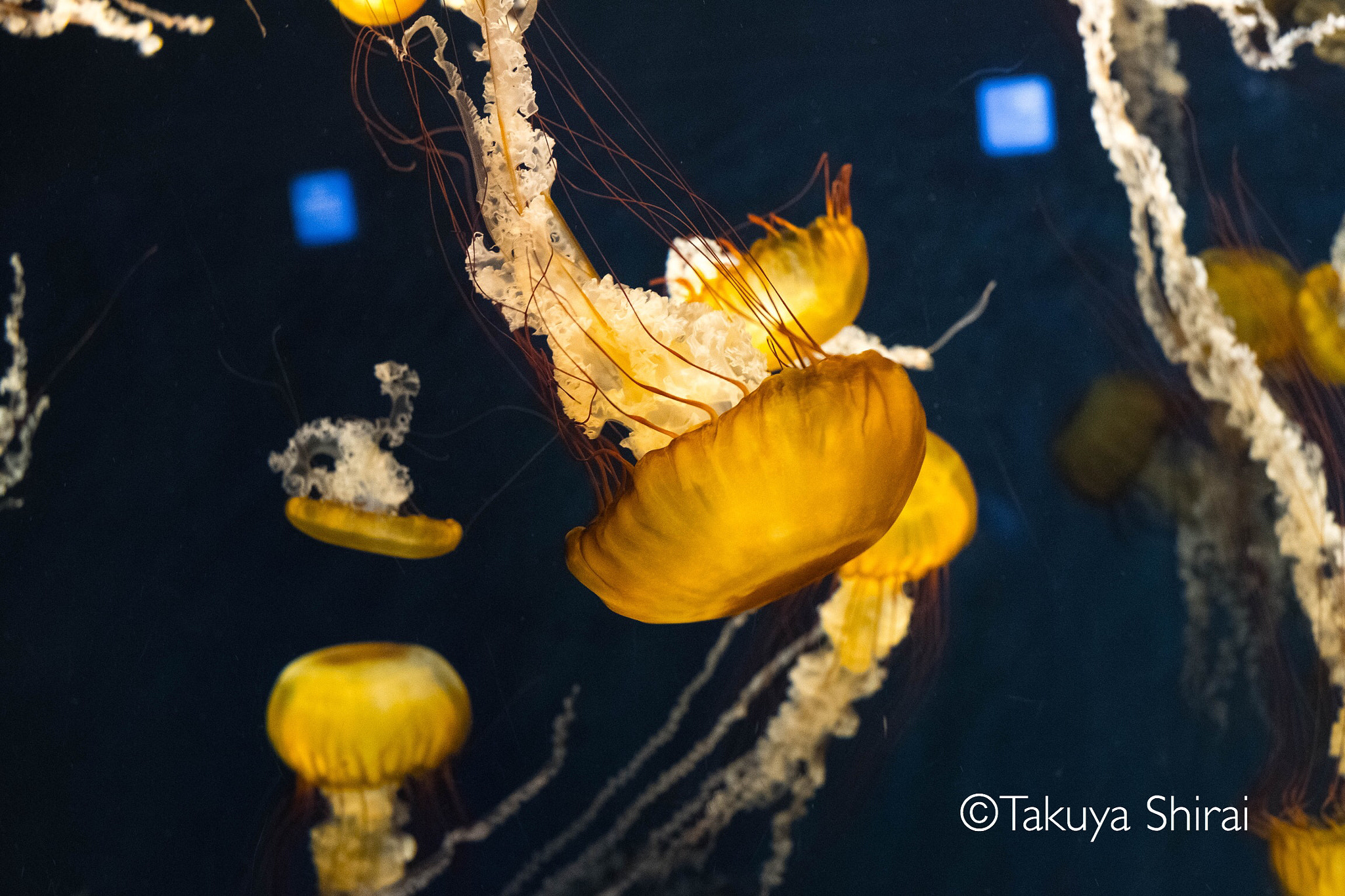 Fujifilm X-T2 + Fujifilm XF 35mm F1.4 R sample photo. Jellyfish in aquarium. photography