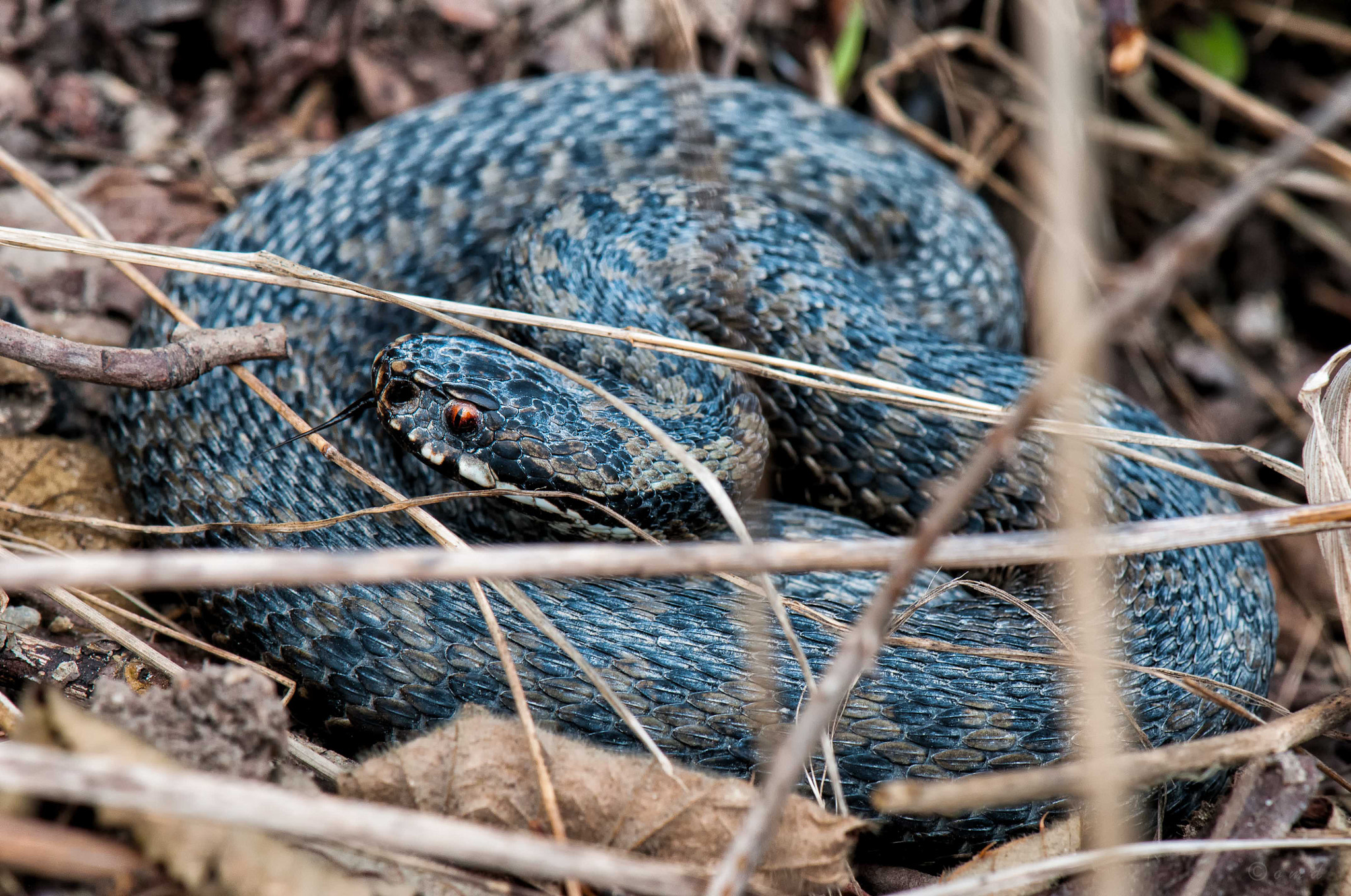 Nikon AF-S Micro-Nikkor 105mm F2.8G IF-ED VR sample photo. Viper_1_17 photography