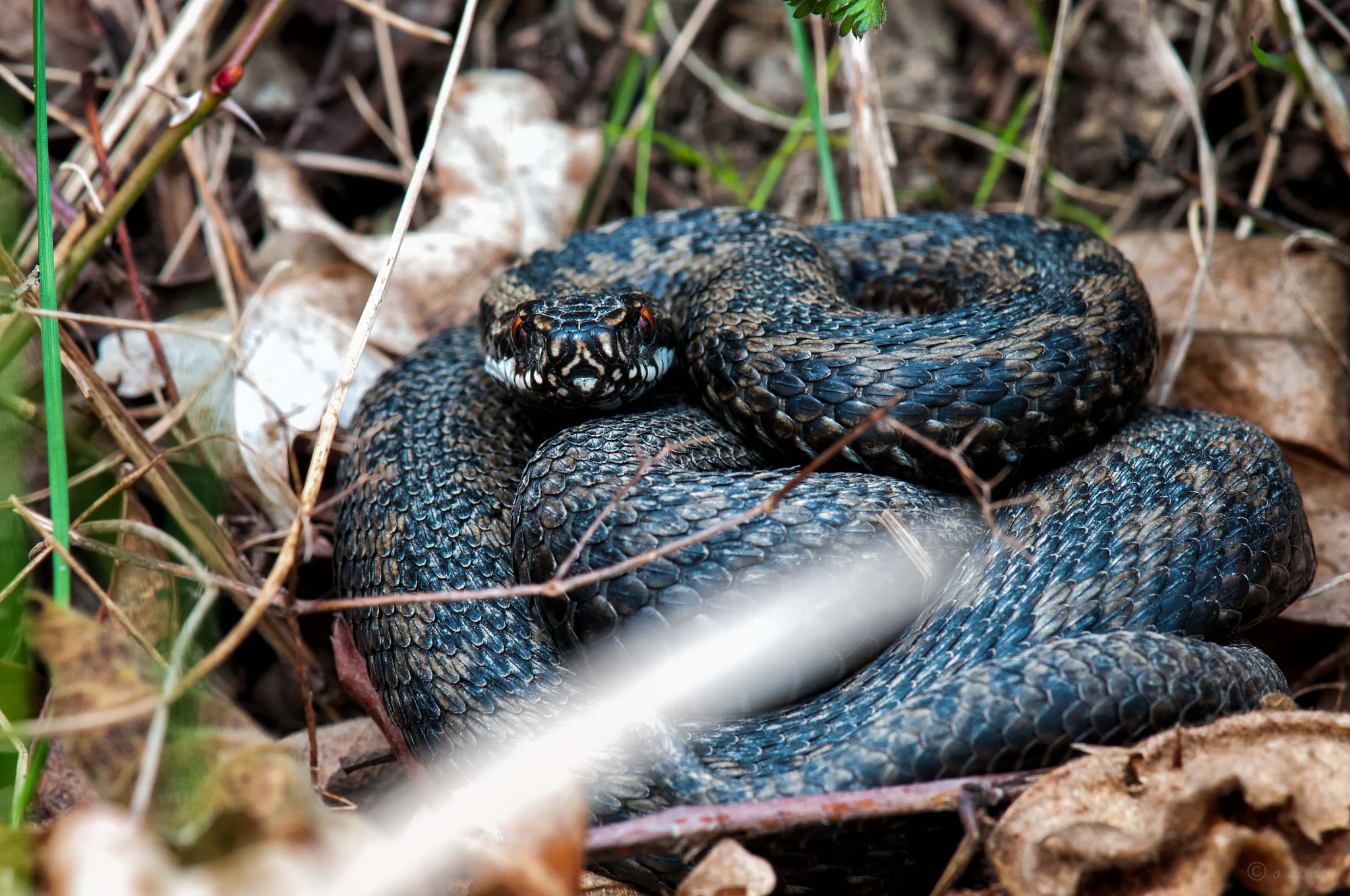 Nikon AF-S Micro-Nikkor 105mm F2.8G IF-ED VR sample photo. Viper_2_17 photography
