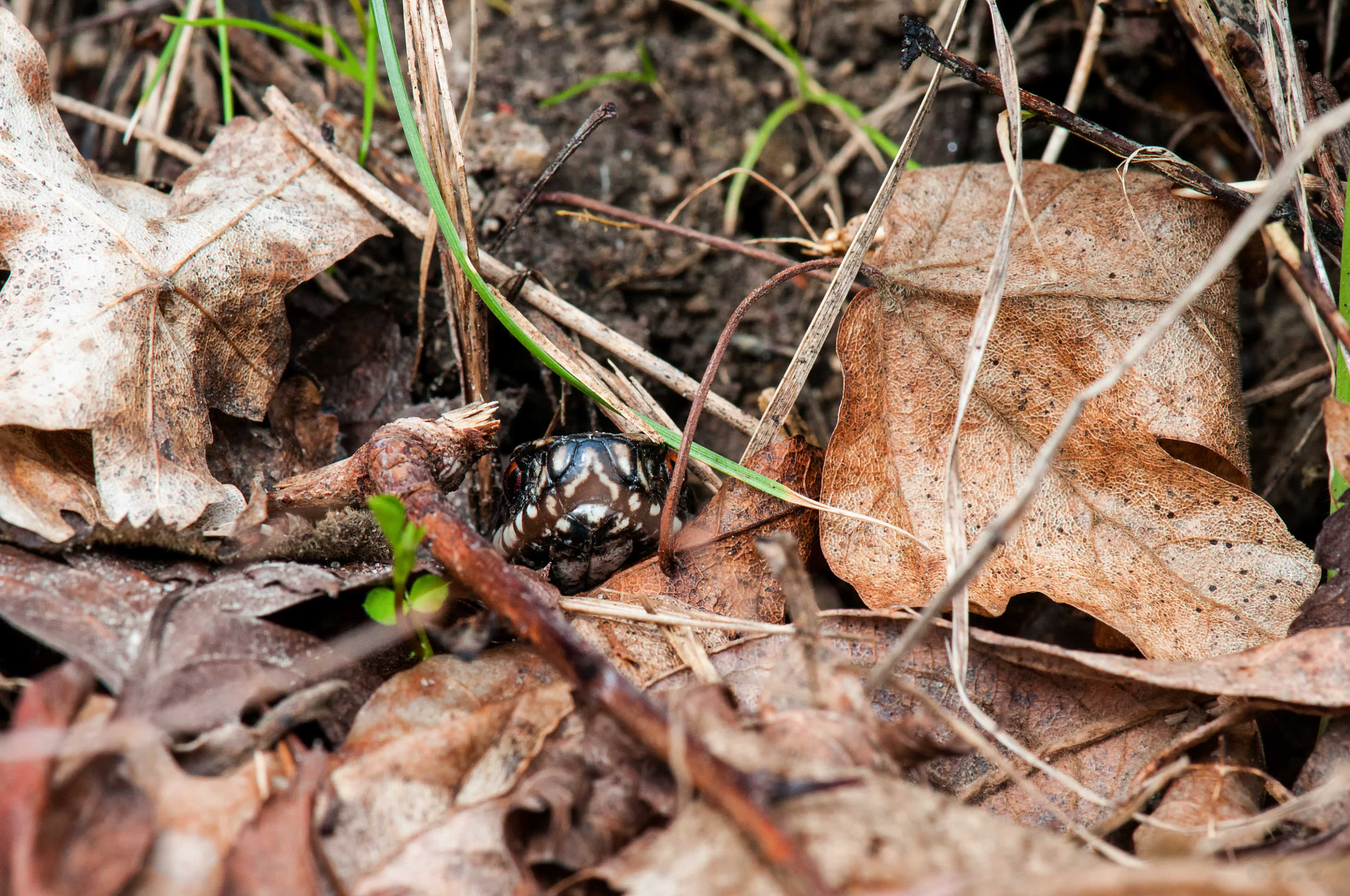 Nikon AF-S Micro-Nikkor 105mm F2.8G IF-ED VR sample photo. Viper_3_17 photography