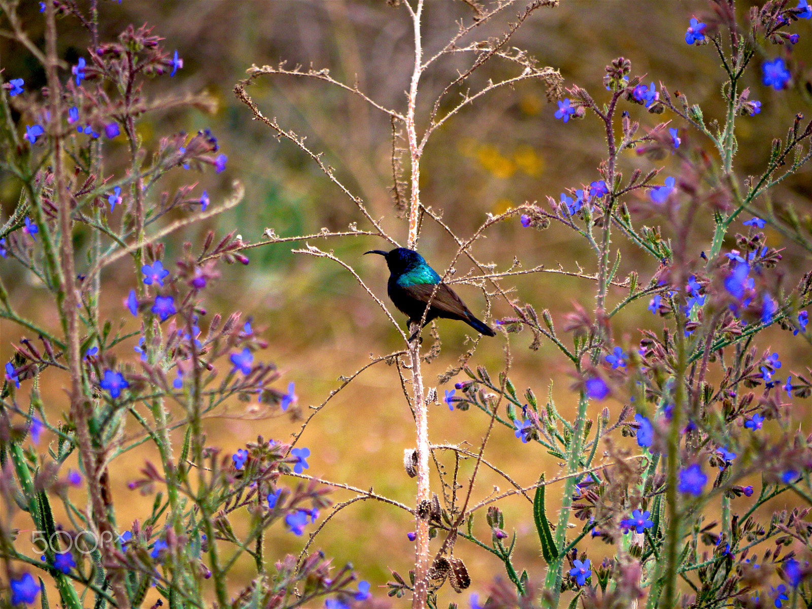 Panasonic Lumix DMC-G1 sample photo. Palestine sunbird (cinnyris osea) photography