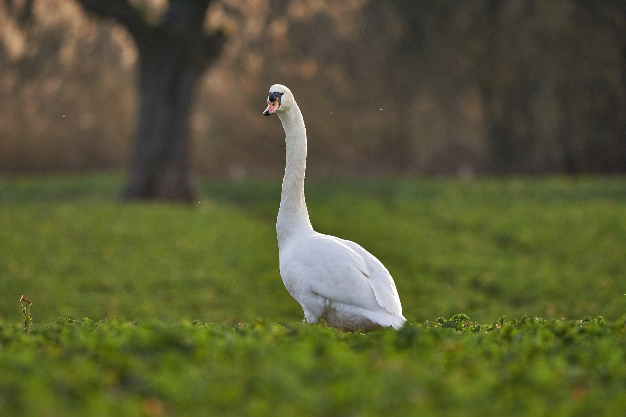 150-600mm F5-6.3 DG OS HSM | Contemporary 015 sample photo. Swan in the sunset photography