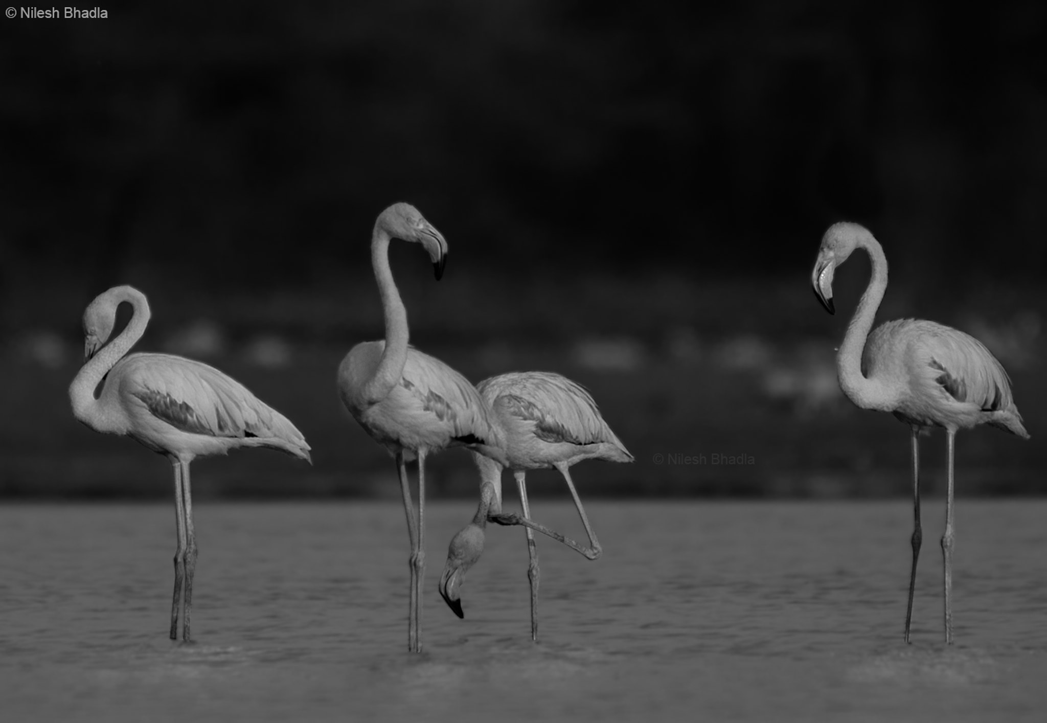Nikon AF-S Nikkor 200-500mm F5.6E ED VR sample photo. Flamingo photography