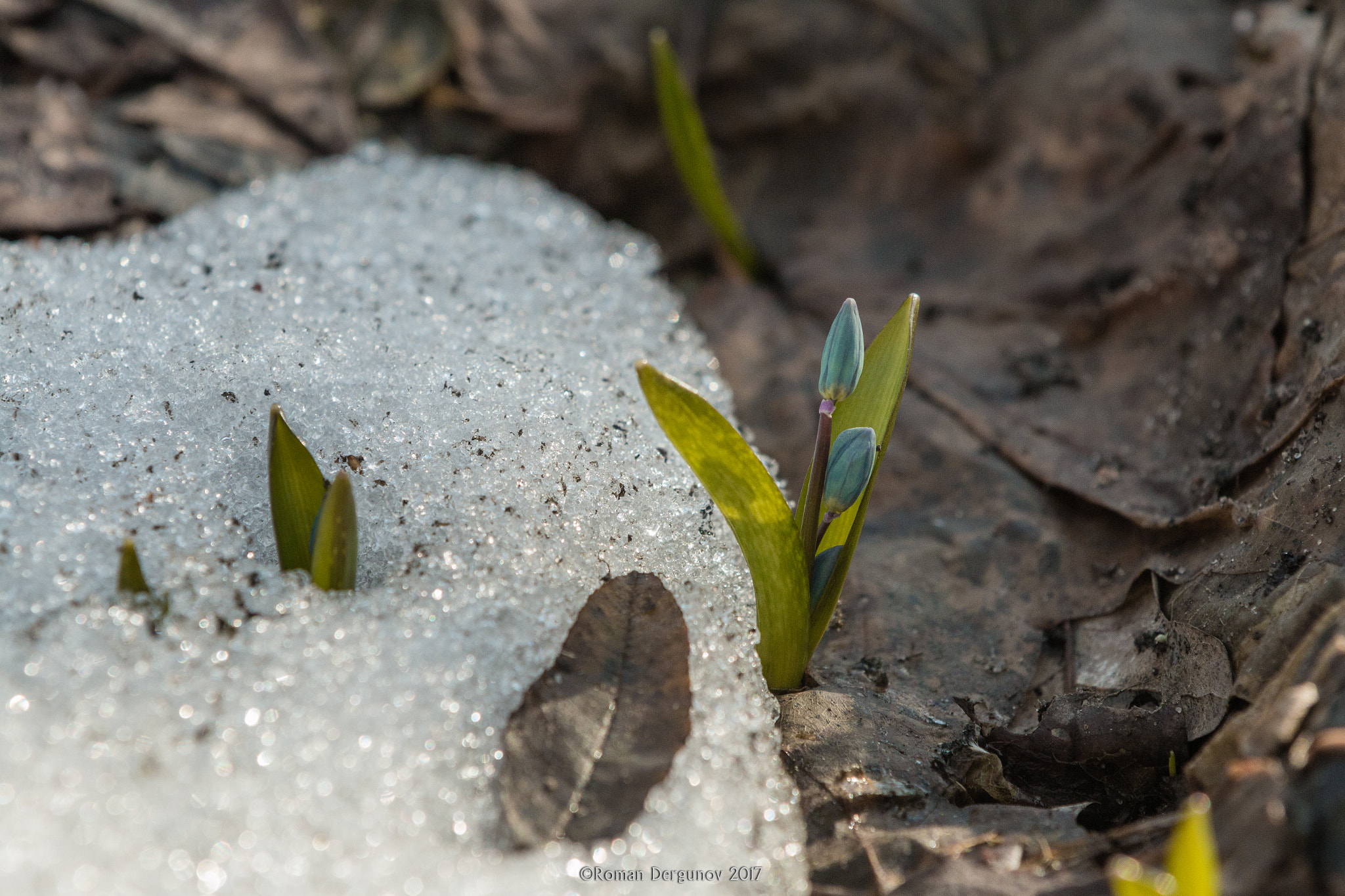 Canon EF 70-200mm F2.8L IS II USM sample photo. Between spring and winter photography