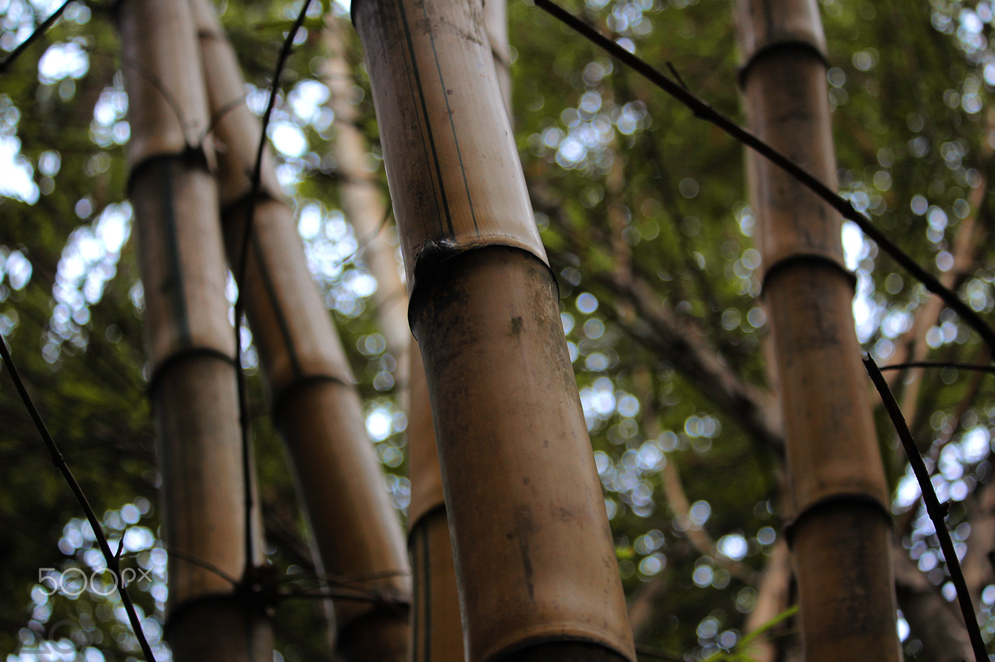 Canon EF-S 55-250mm F4-5.6 IS STM sample photo. Bamboo photography