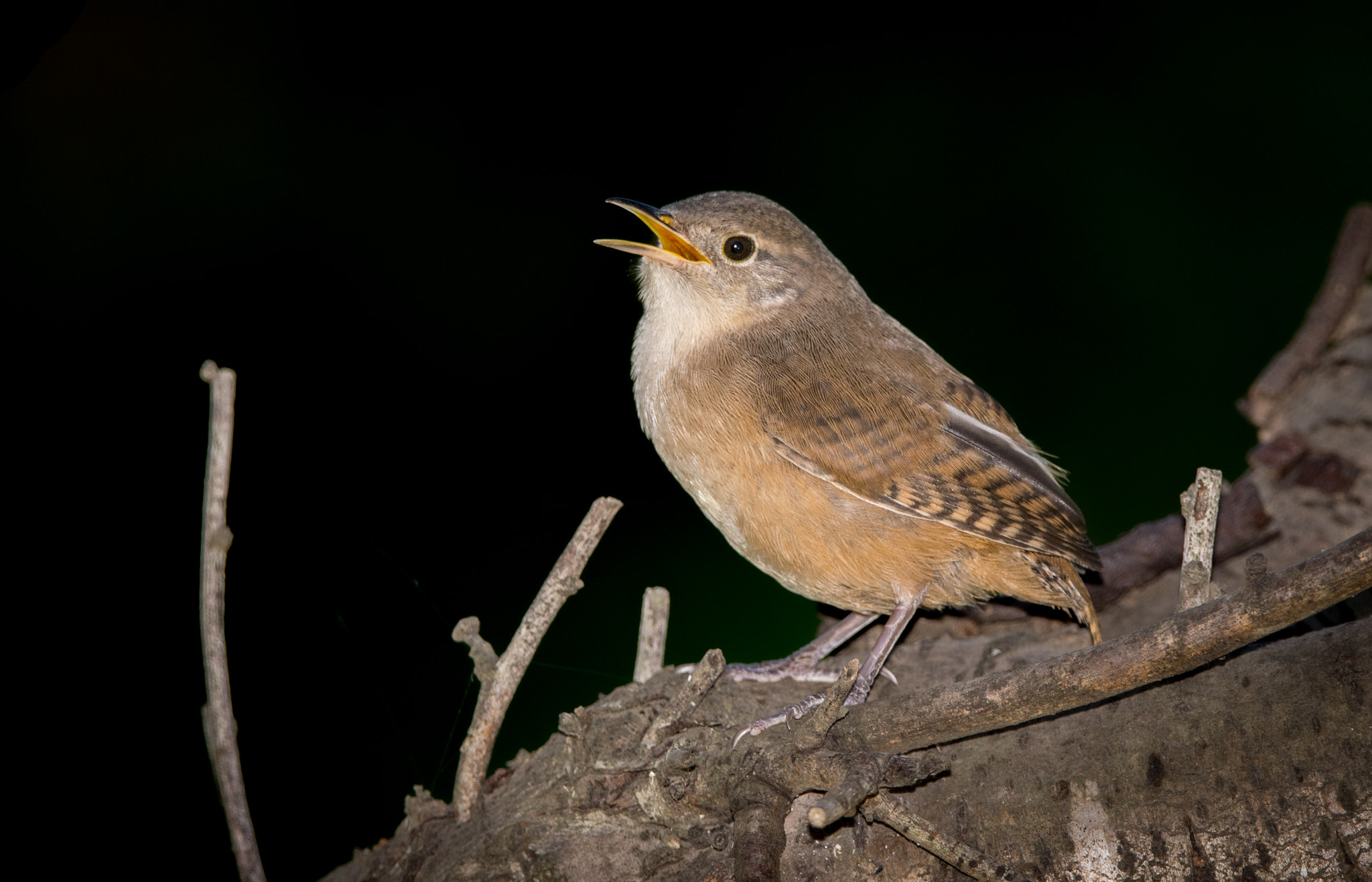 Nikon D3300 + Sigma 150-600mm F5-6.3 DG OS HSM | C sample photo. Ratona común photography