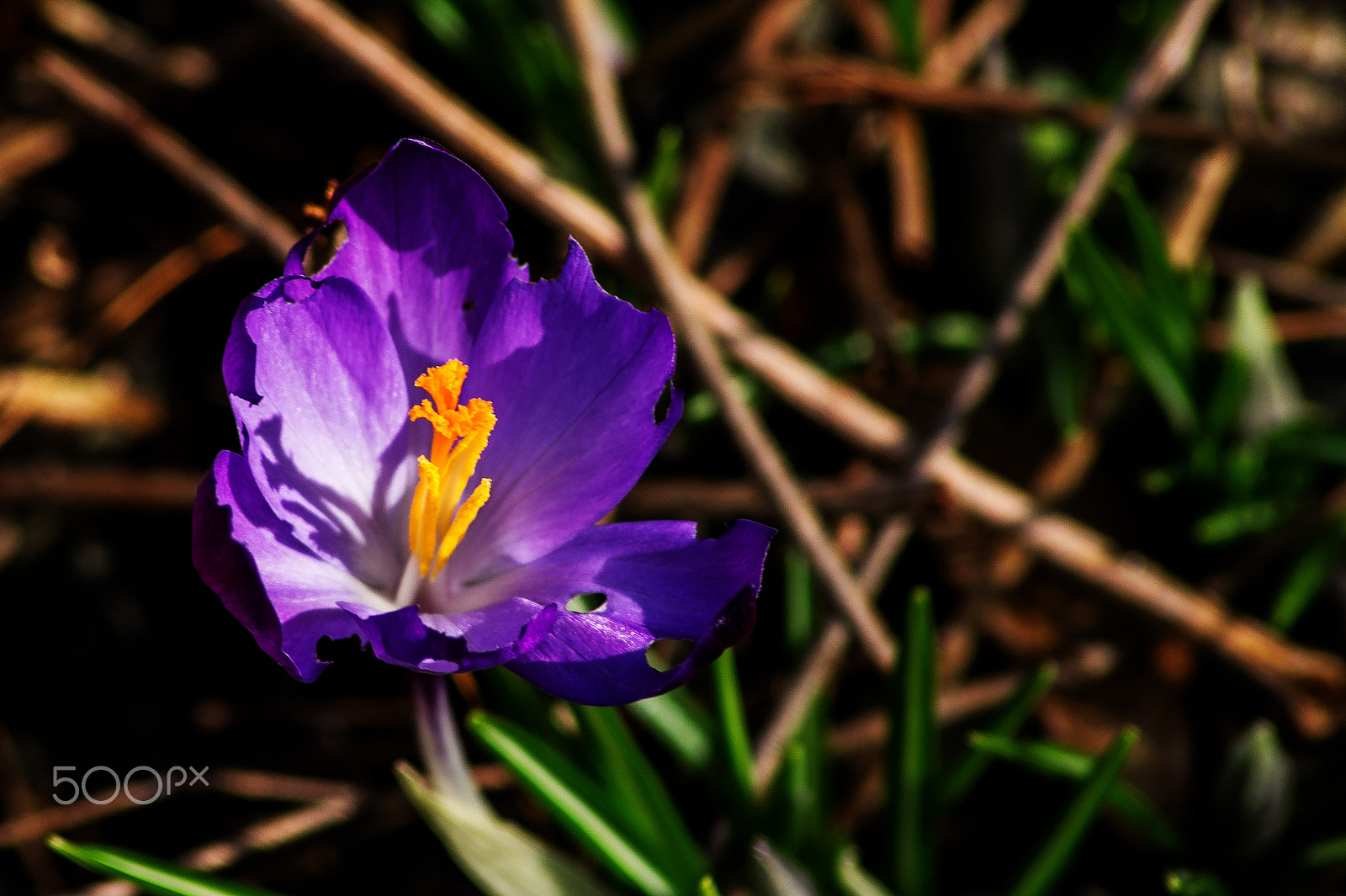 Sony 75-300mm F4.5-5.6 sample photo. Kassel - goetheanlage i photography