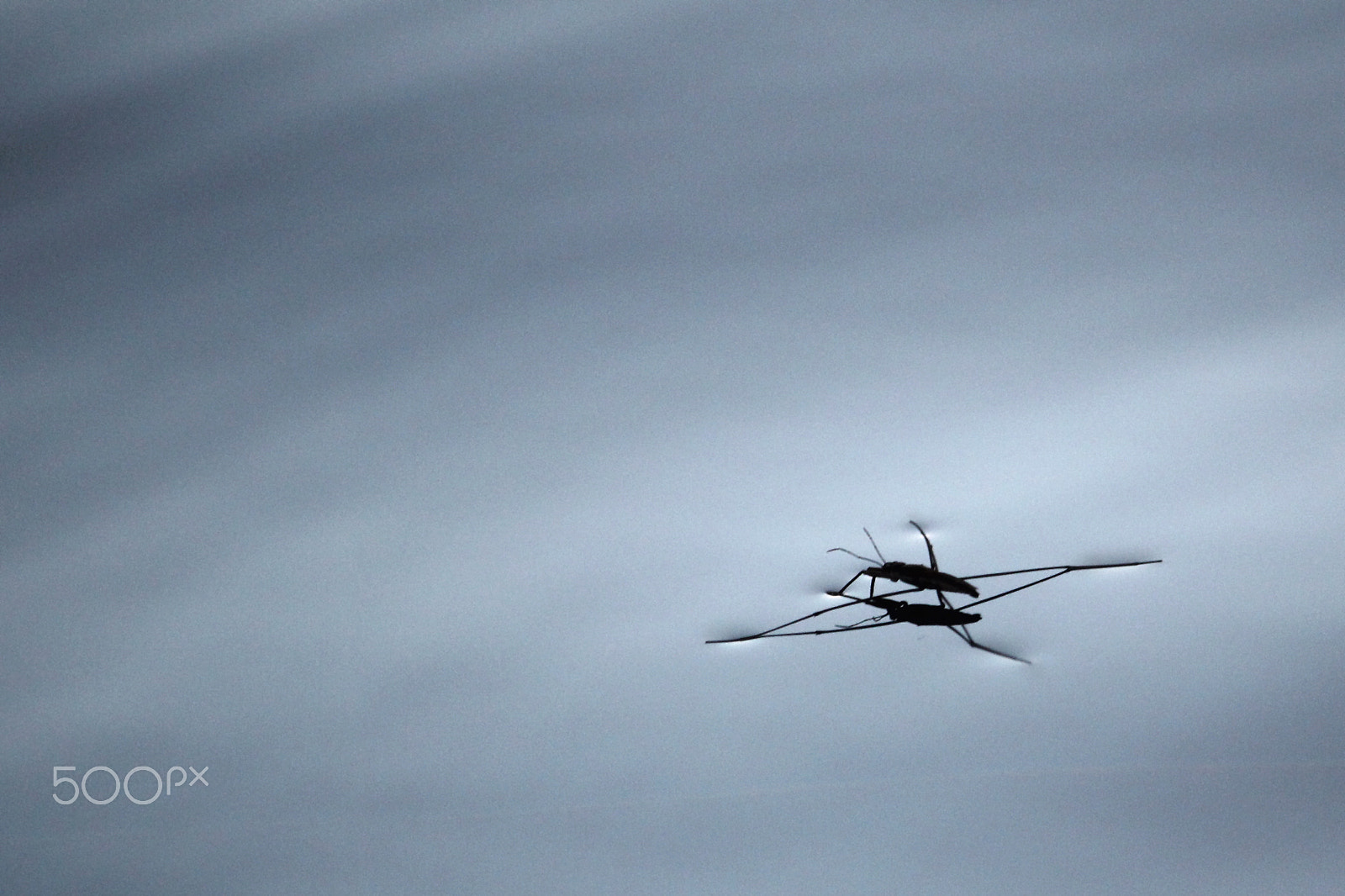 Canon EF-S 55-250mm F4-5.6 IS STM sample photo. Water strider's reflection photography