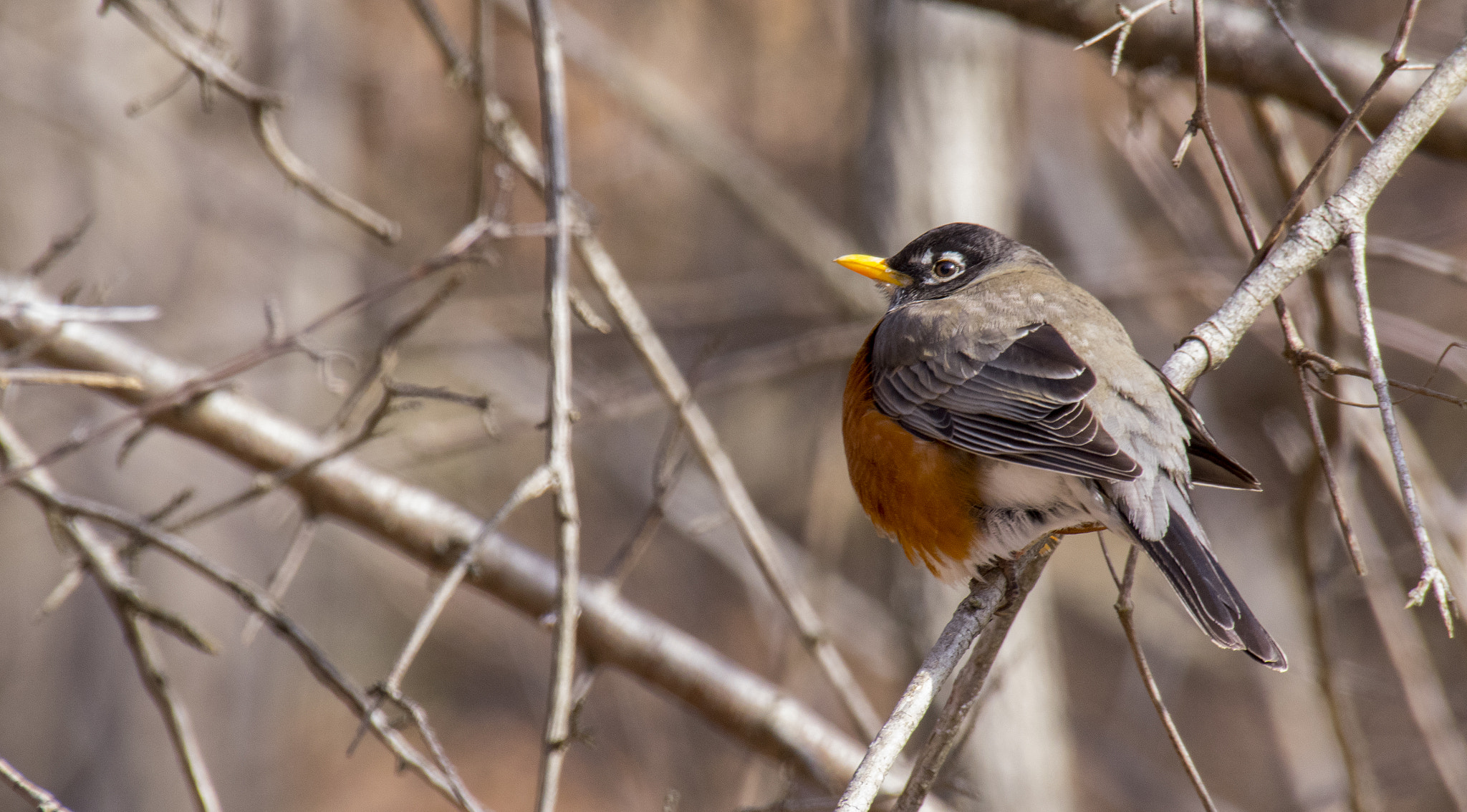 Sigma 50-500mm F4.5-6.3 DG OS HSM sample photo. The roundest of robins photography