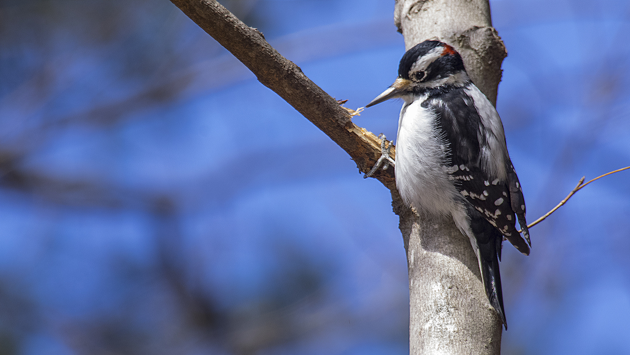 Pentax K-3 II sample photo. Downy woodpecker photography