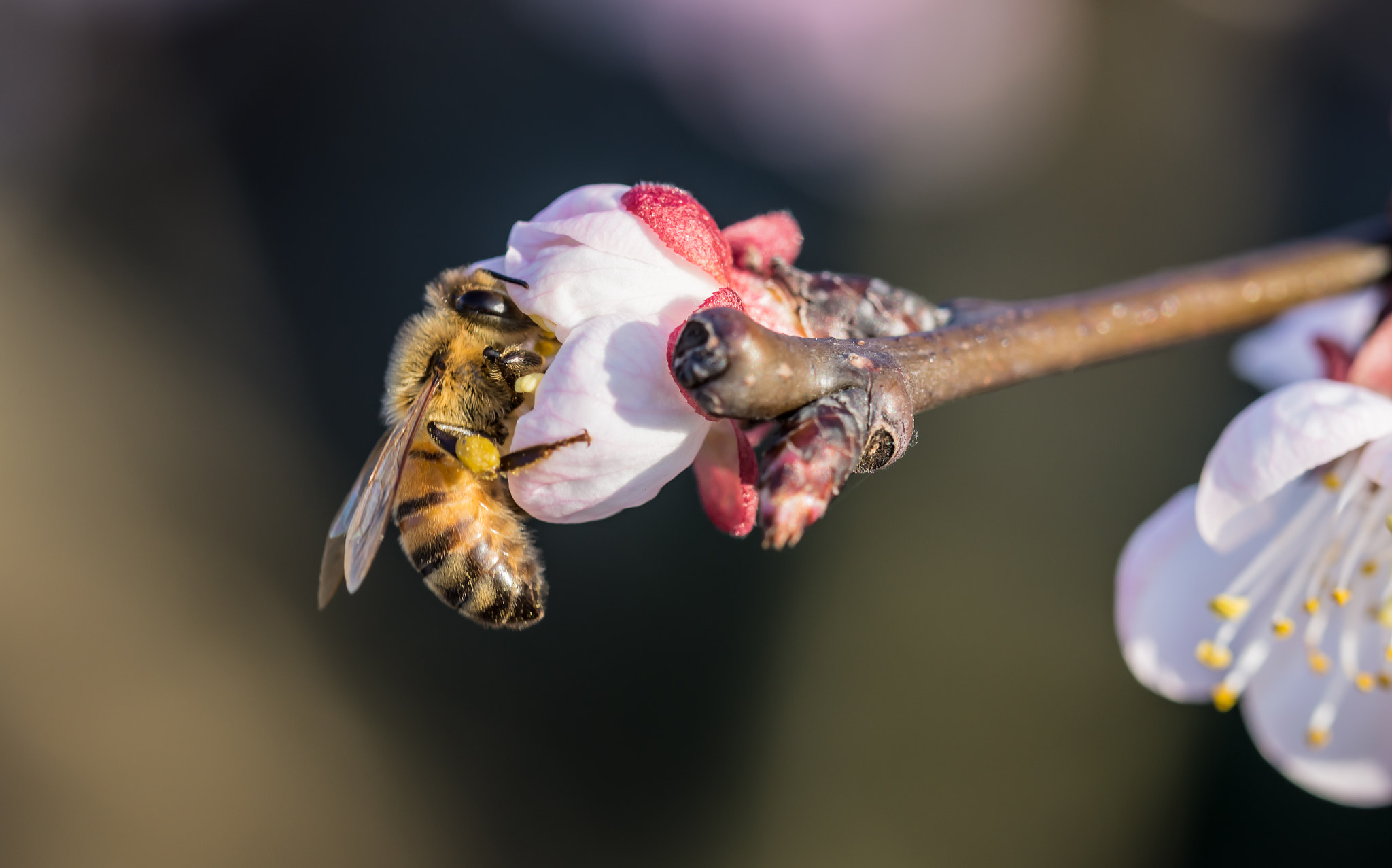 Nikon D7200 sample photo. Bee at work photography