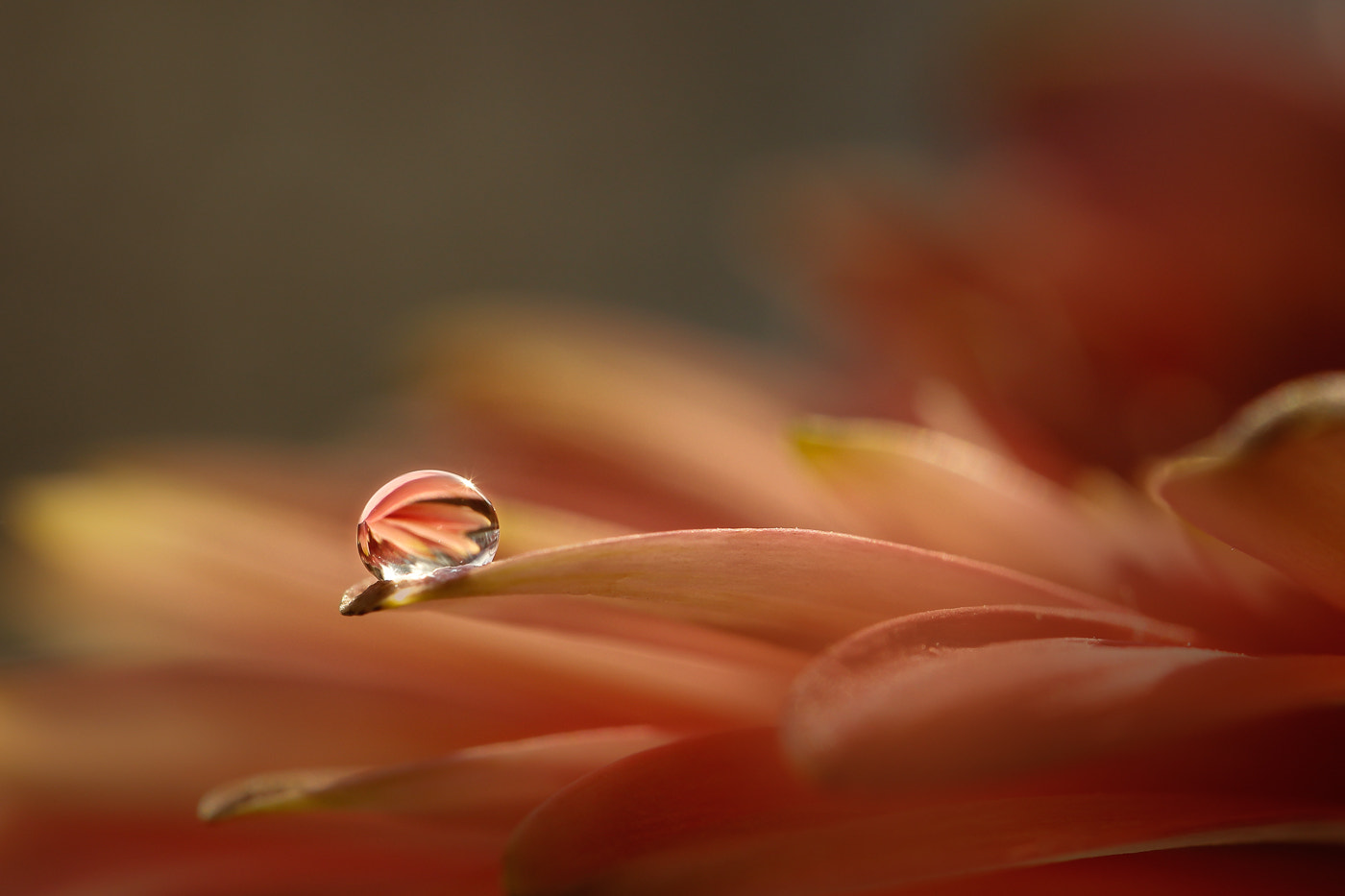 Canon EF 100mm F2.8L Macro IS USM sample photo. Seeking light photography