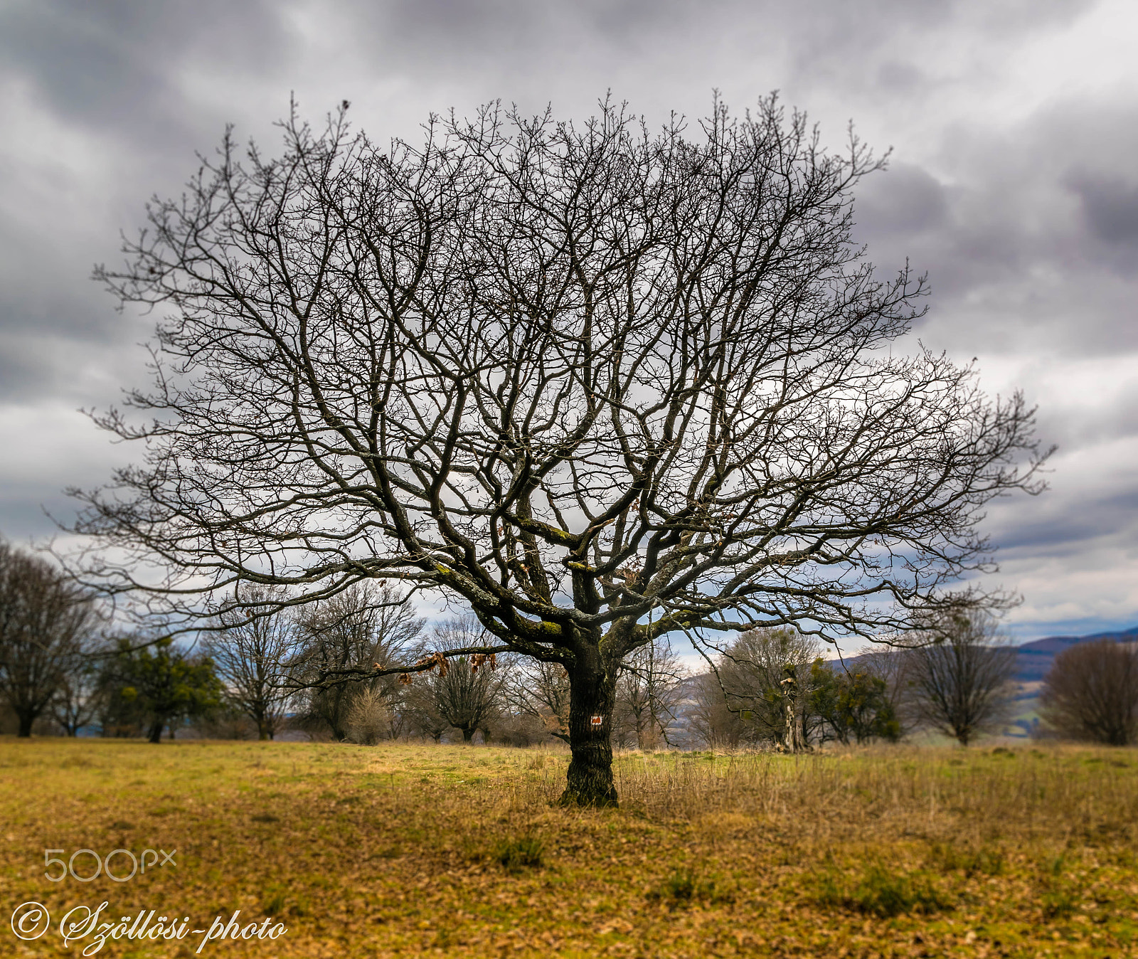 Sigma 17-50mm F2.8 EX DC OS HSM sample photo. The tree of creation photography