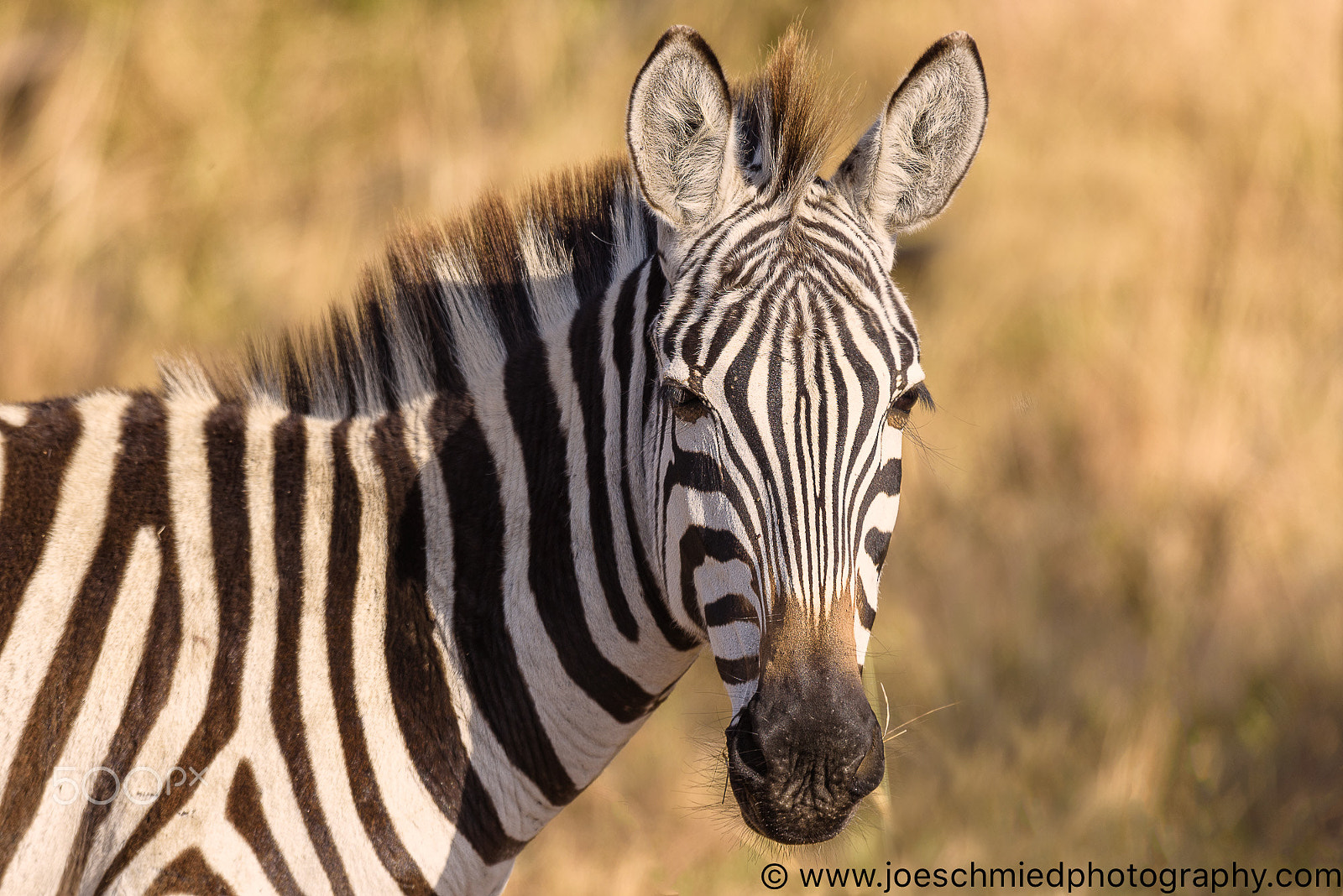 Nikon D810 sample photo. Zebra in the serengeti photography