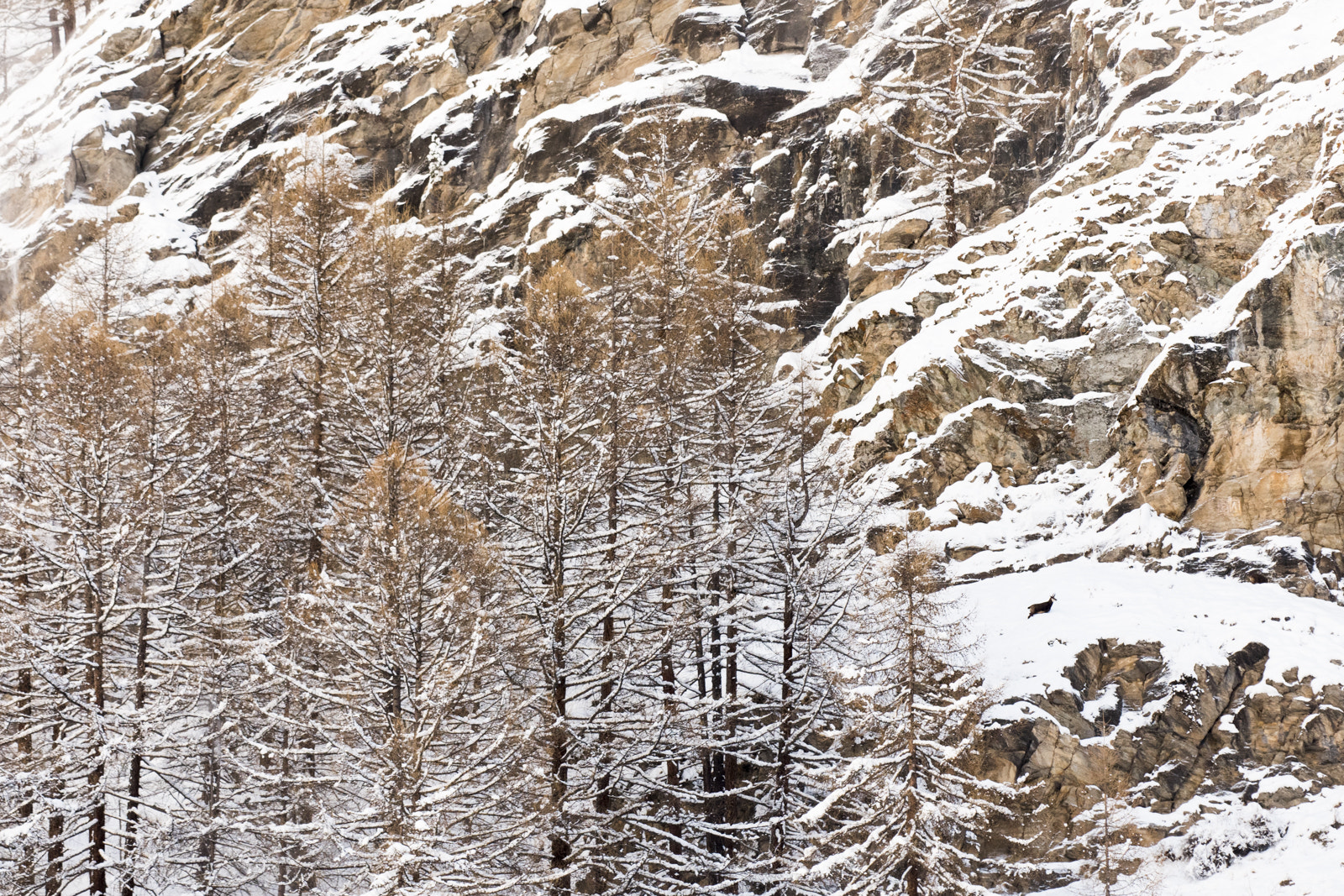 Sigma 150mm F2.8 EX DG Macro HSM sample photo. Chamois on alps photography