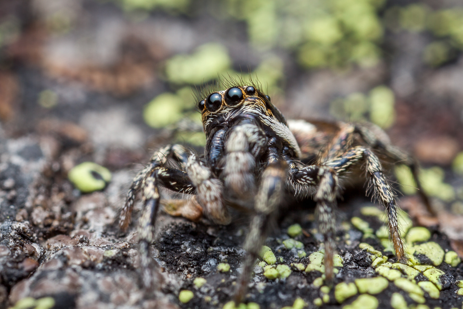 Canon EOS 5D Mark II + Canon MP-E 65mm F2.5 1-5x Macro Photo sample photo. My first zebra spider this year photography