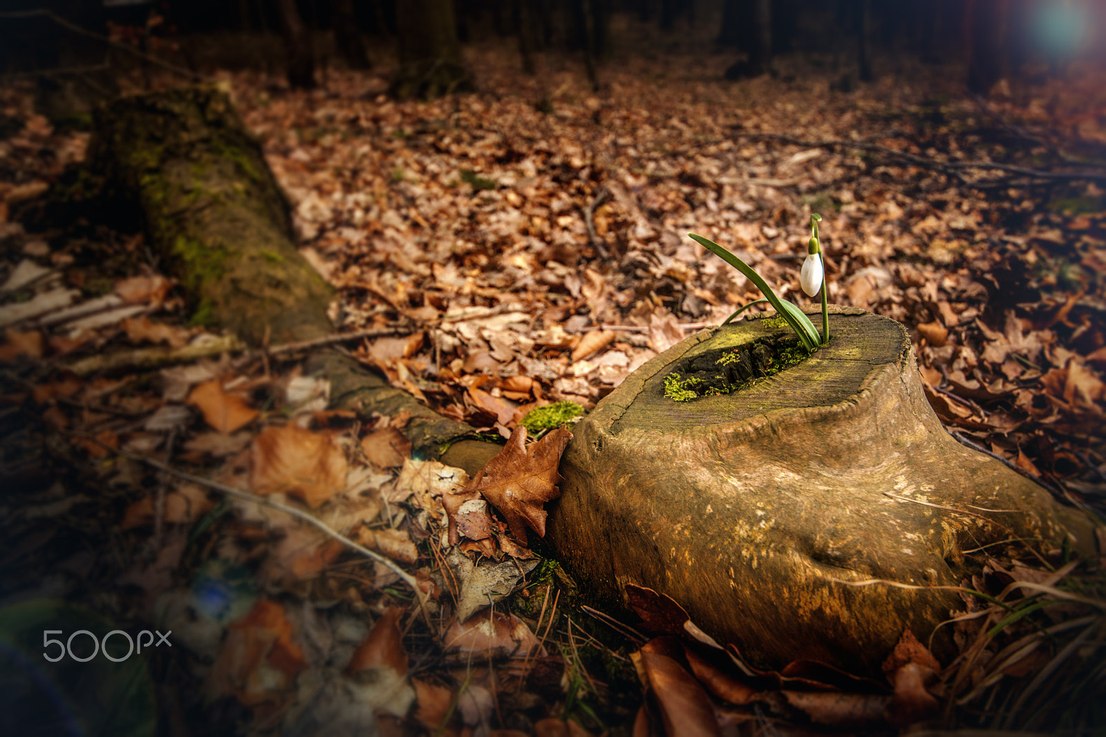 Canon EOS 5D Mark II + Sigma 12-24mm F4.5-5.6 II DG HSM sample photo. Snowdrop photography