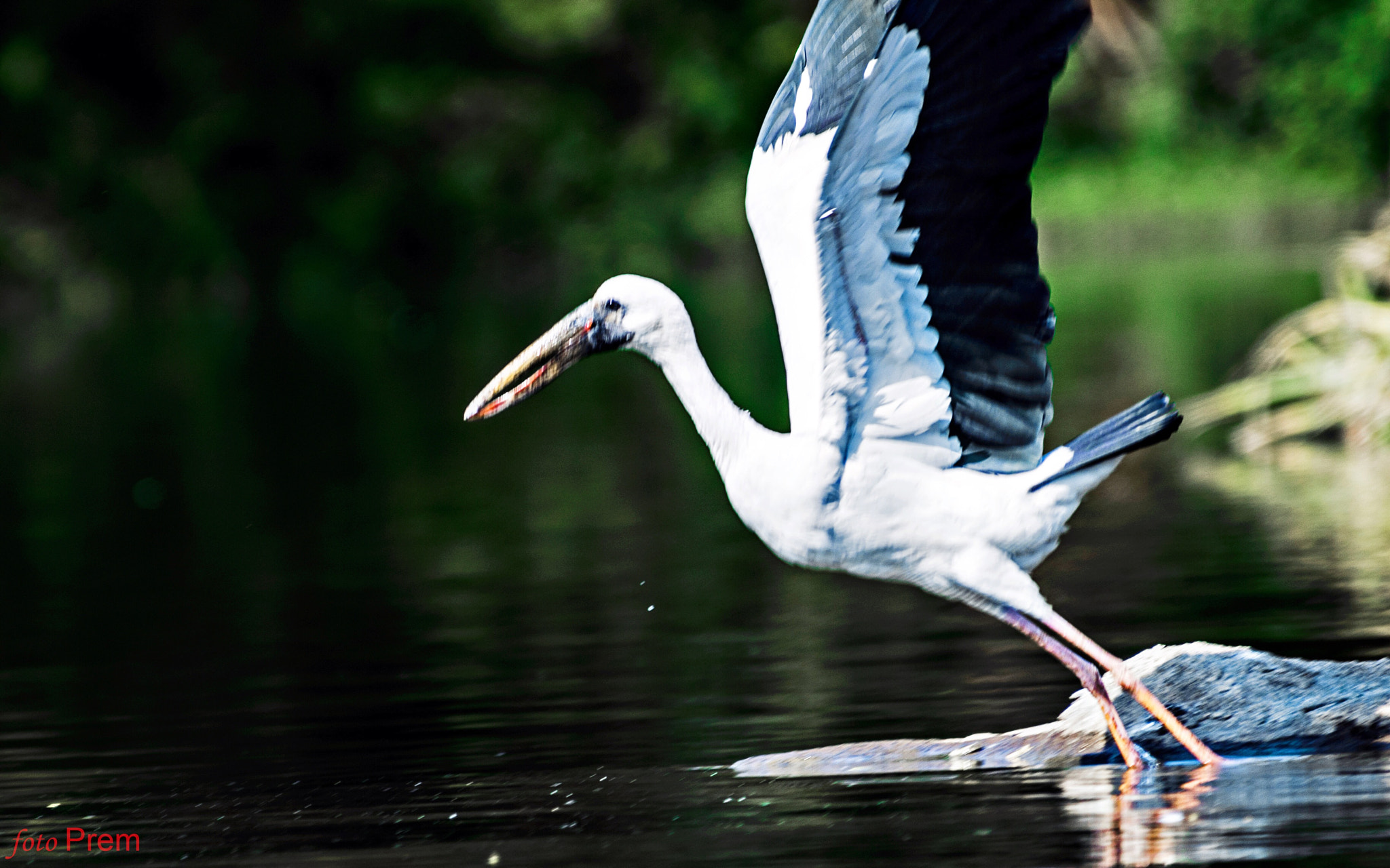 Nikon D7000 sample photo. The open billed stork fly photography