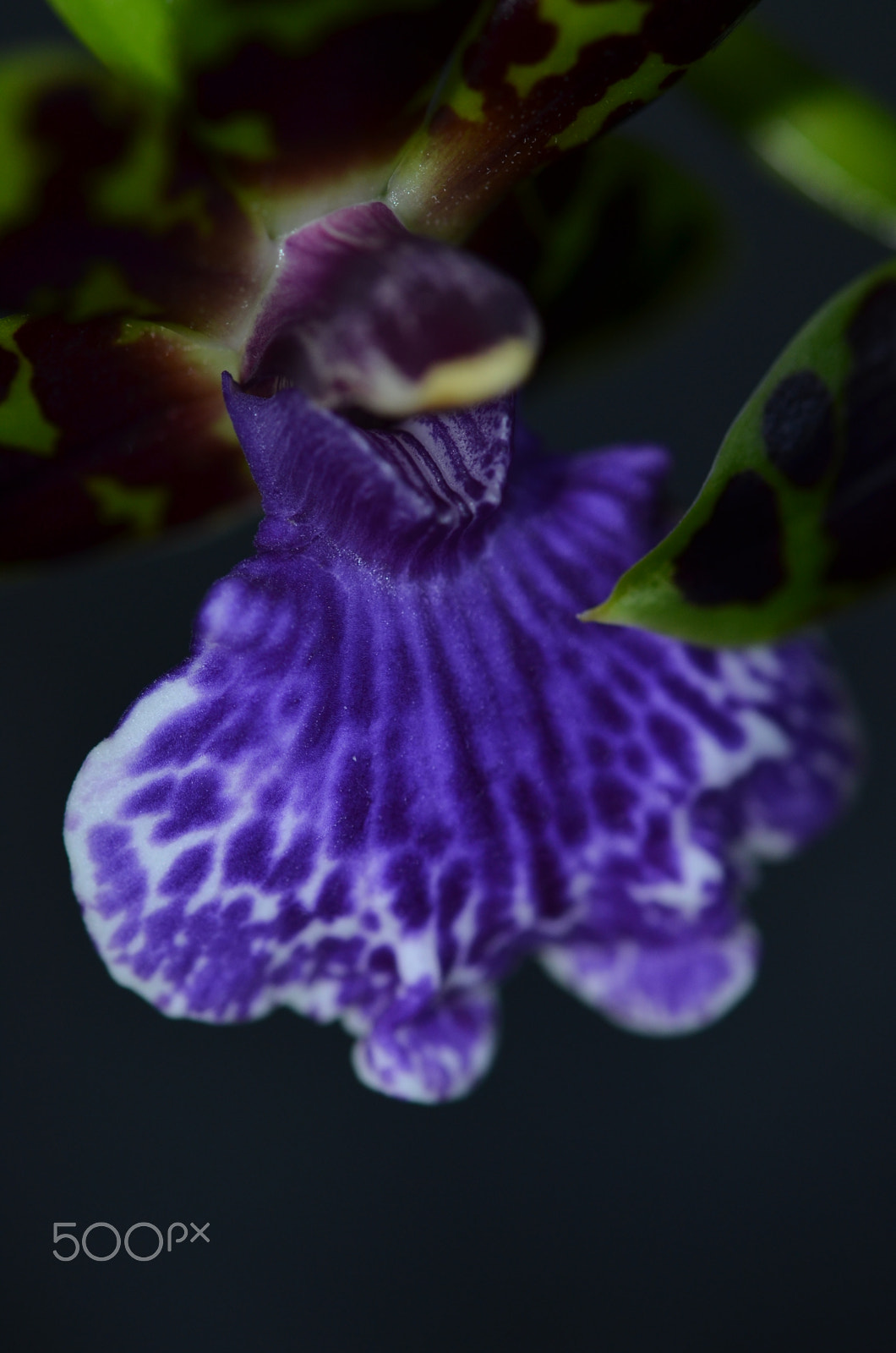 Nikon D5100 + Nikon AF-S Micro-Nikkor 60mm F2.8G ED sample photo. Orchidee2 photography