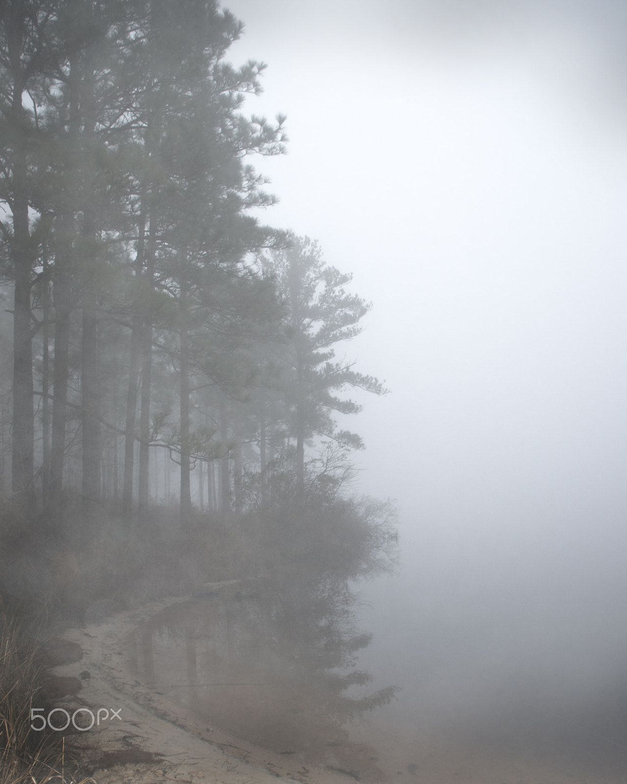 Nikon D7200 sample photo. Foggy morning photography