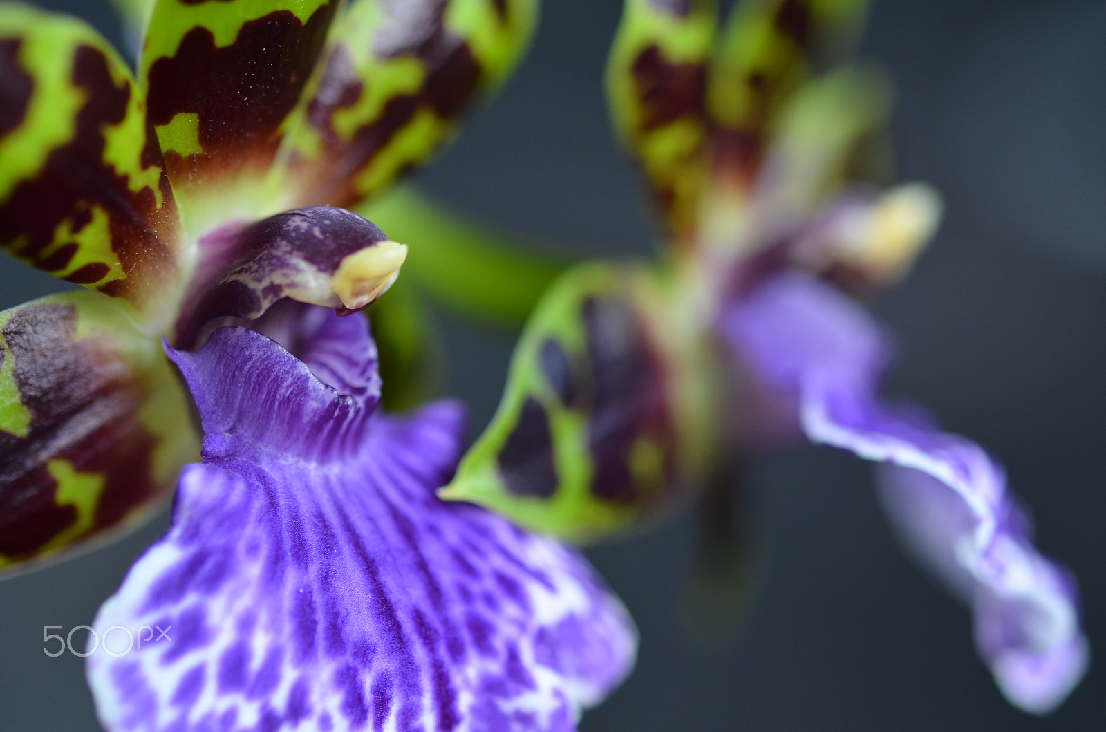 Nikon D5100 + Nikon AF-S Micro-Nikkor 60mm F2.8G ED sample photo. Orchidee1 photography