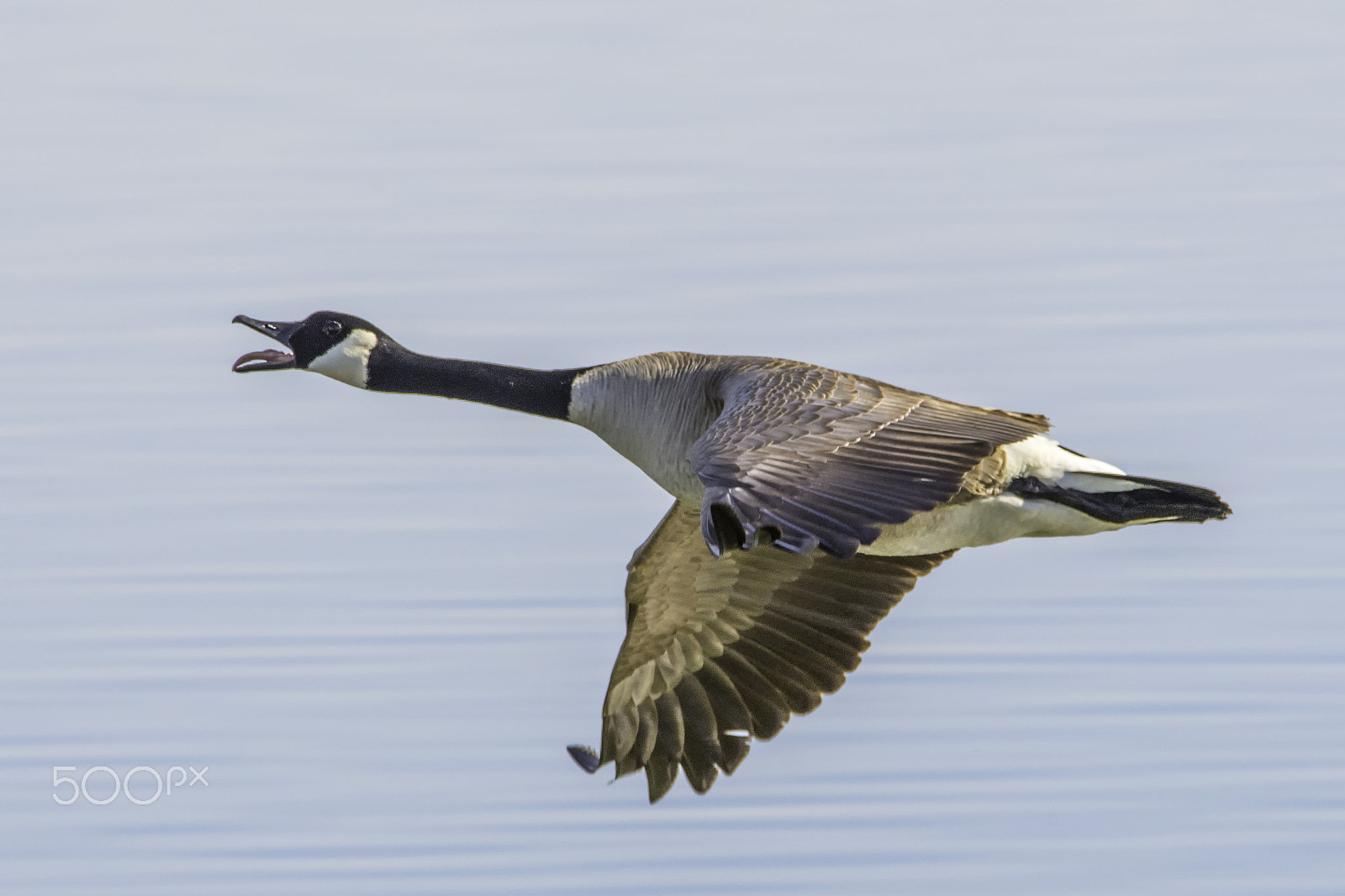 Nikon D500 sample photo. When geese honk and fly photography