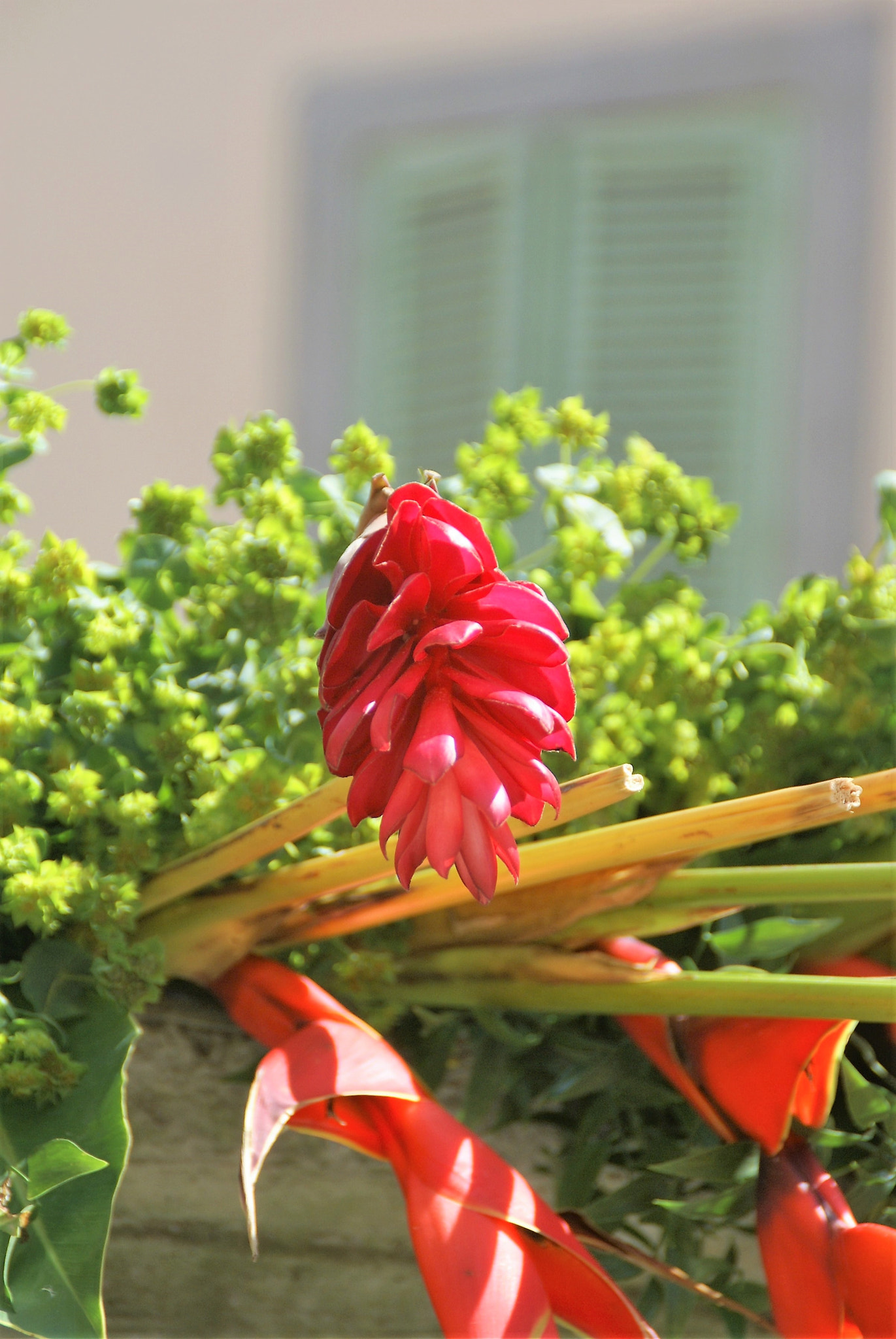 Sony DT 18-200mm F3.5-6.3 sample photo. Red photography