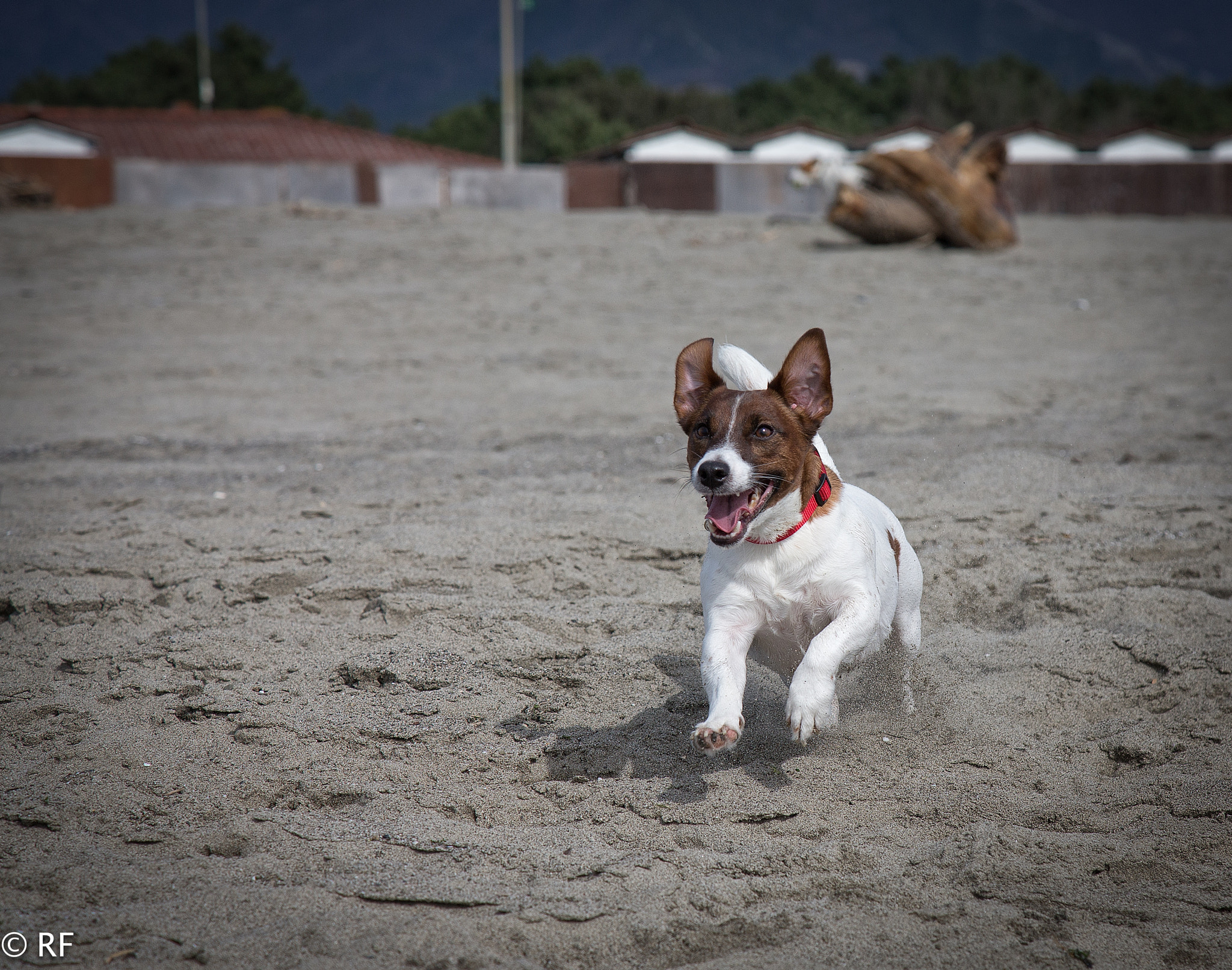 Canon EOS-1D X sample photo. A perdifiato photography