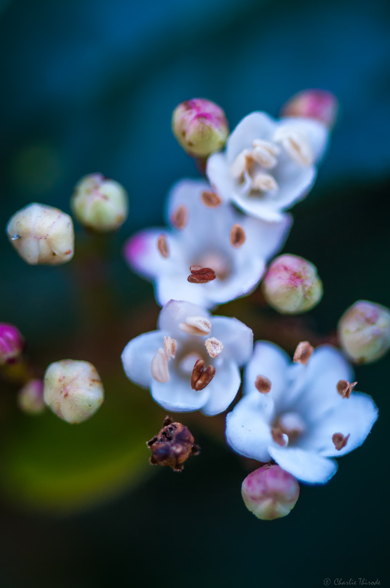 Nikon AF-S Micro-Nikkor 105mm F2.8G IF-ED VR sample photo. Birth of spring photography