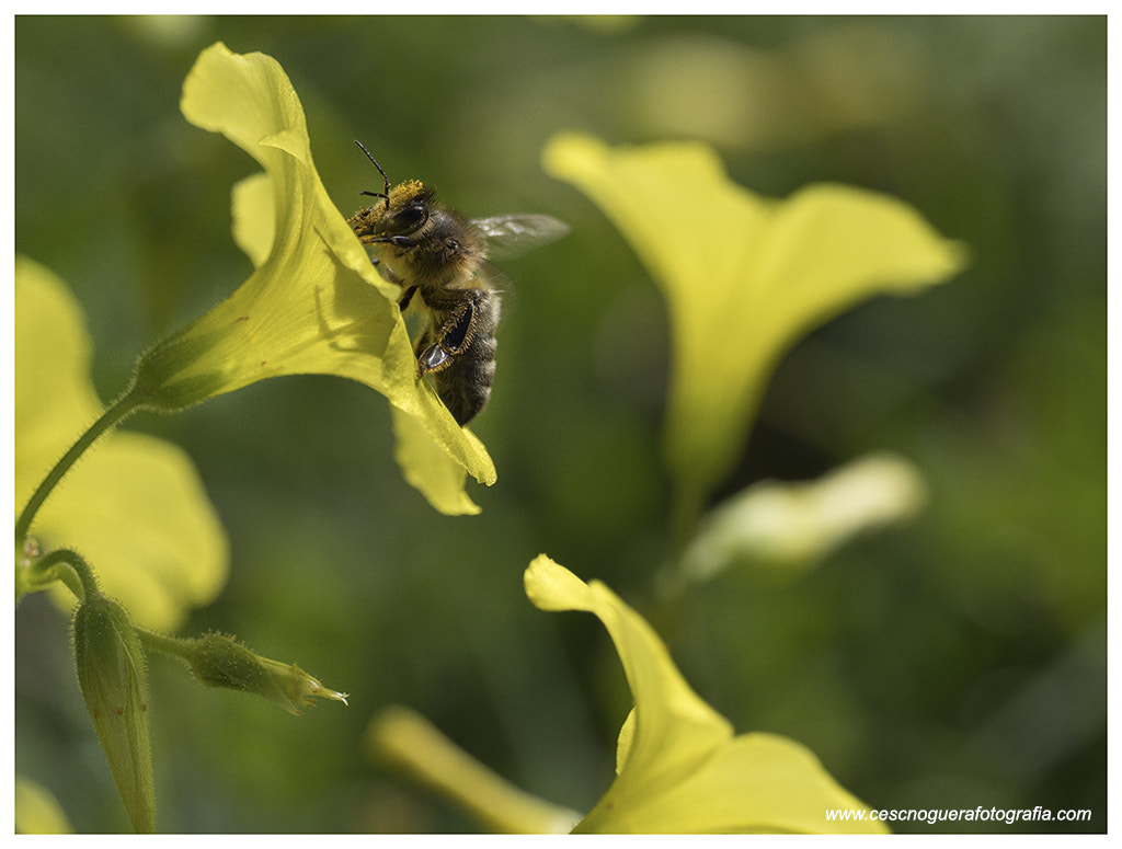 M.300mm F4.0 + MC-14 sample photo. Momentos photography