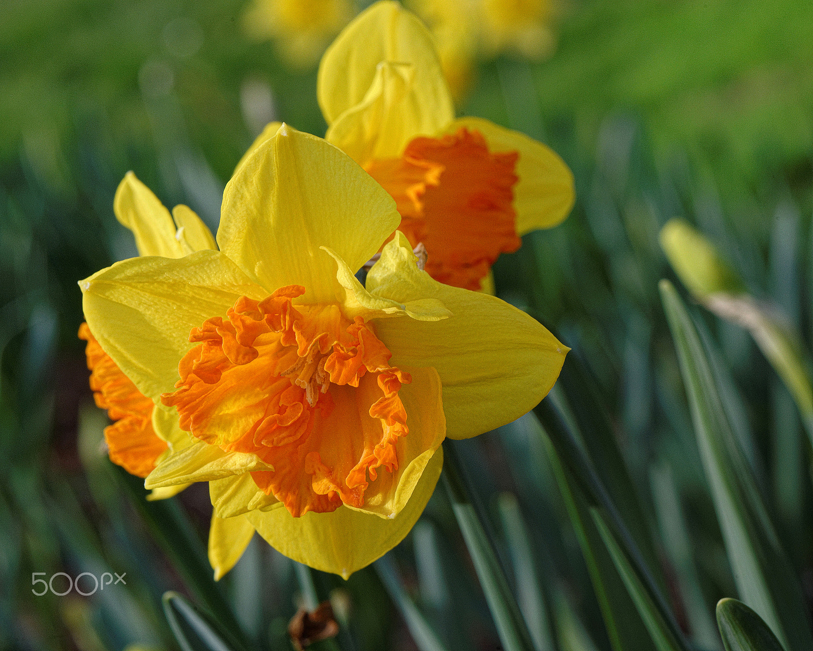 Nikon AF-S Micro-Nikkor 105mm F2.8G IF-ED VR sample photo. Amplitude photography