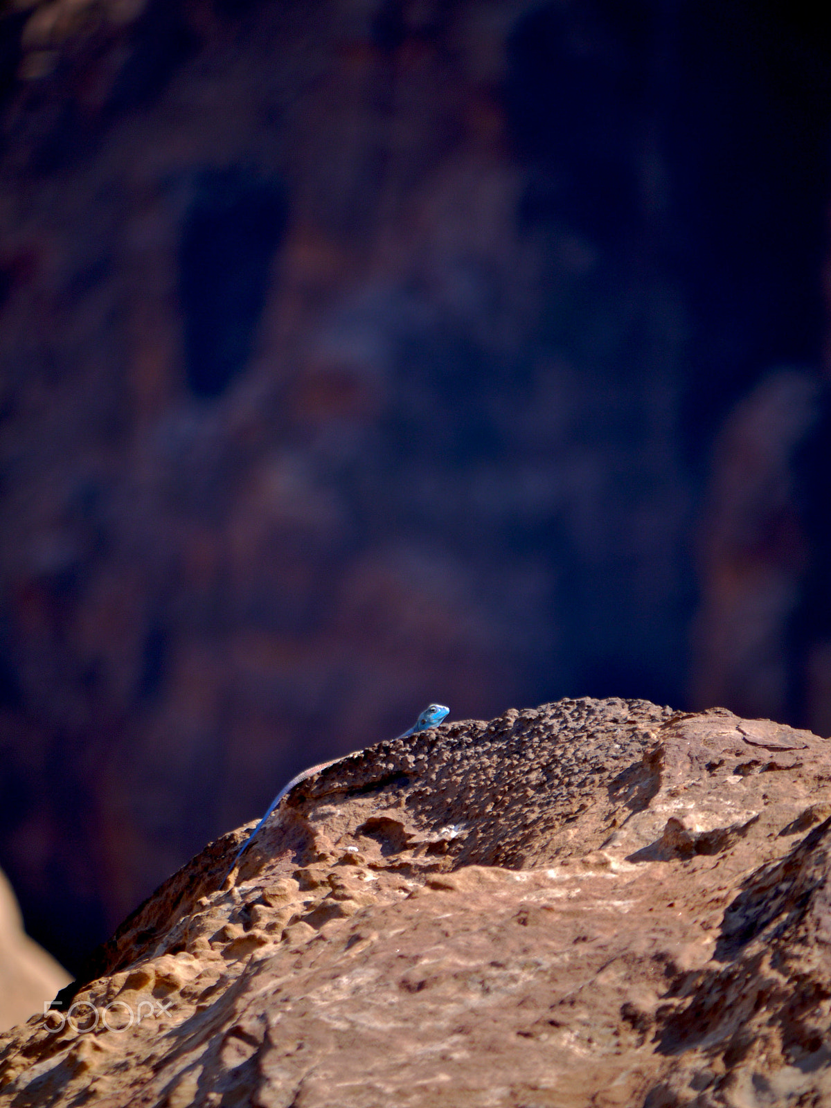 Panasonic Lumix G Vario 45-200mm F4-5.6 OIS sample photo. Sanai agama - dana, jordan. photography