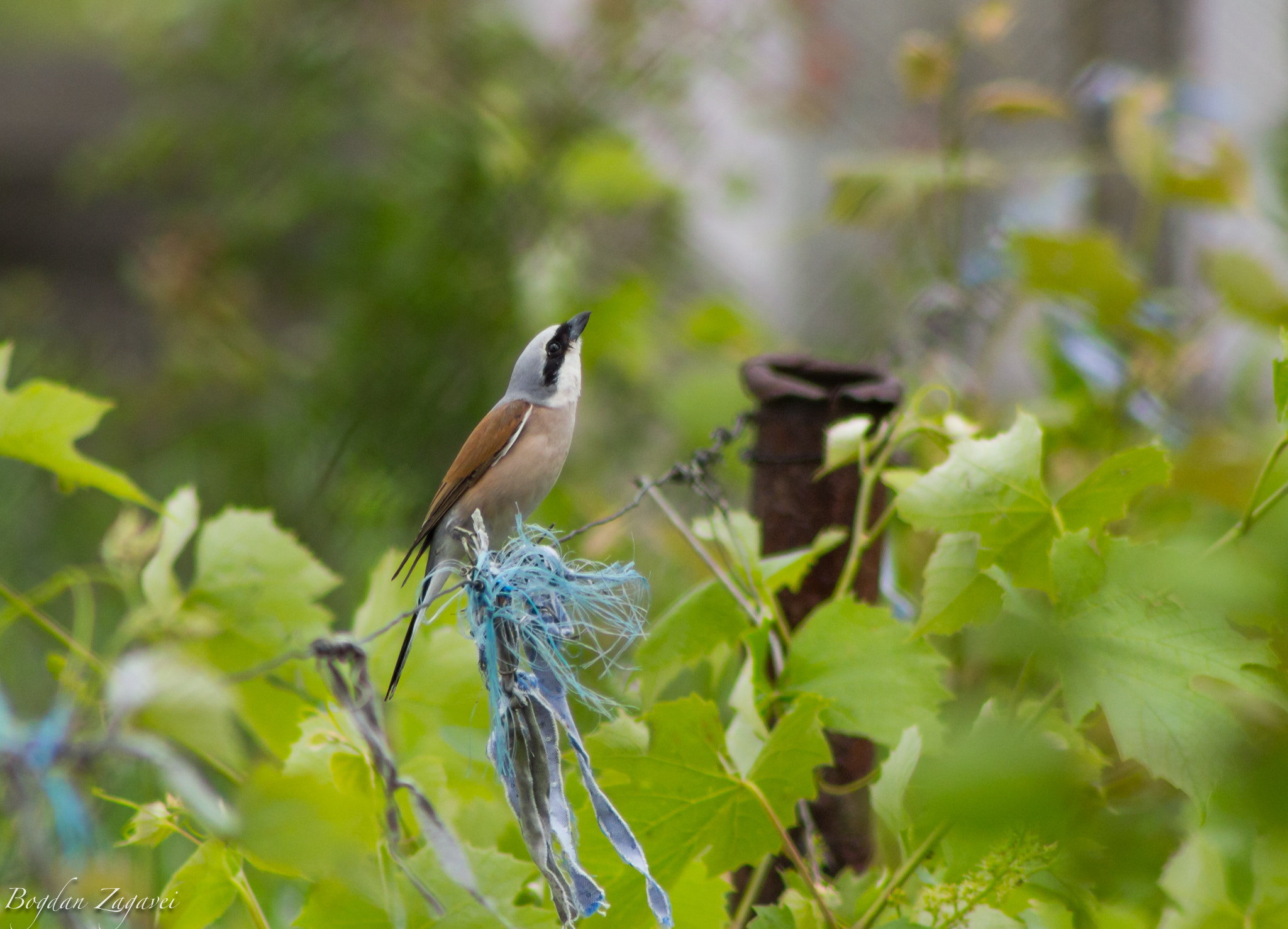 Canon EOS 600D (Rebel EOS T3i / EOS Kiss X5) + EF75-300mm f/4-5.6 sample photo. Red-backed shrike (lanius collurio) photography