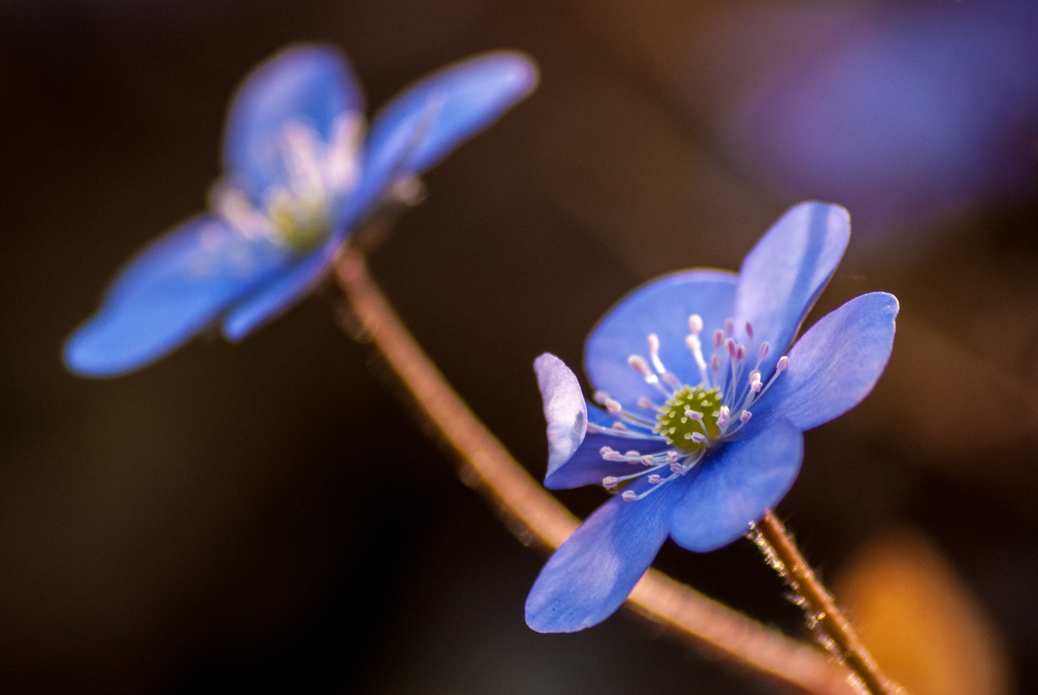 Sony 75-300mm F4.5-5.6 sample photo. Schief photography