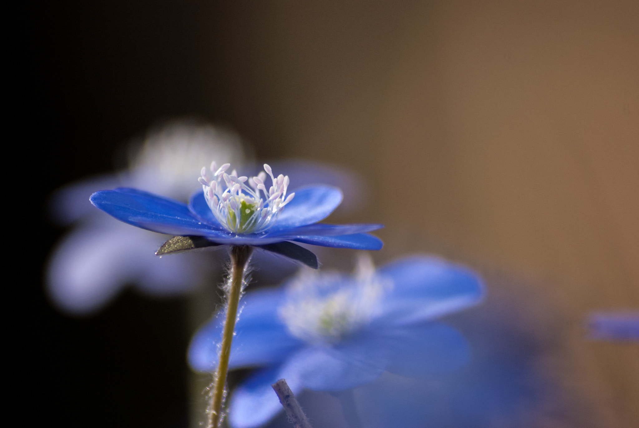 Sony 75-300mm F4.5-5.6 sample photo. In front photography