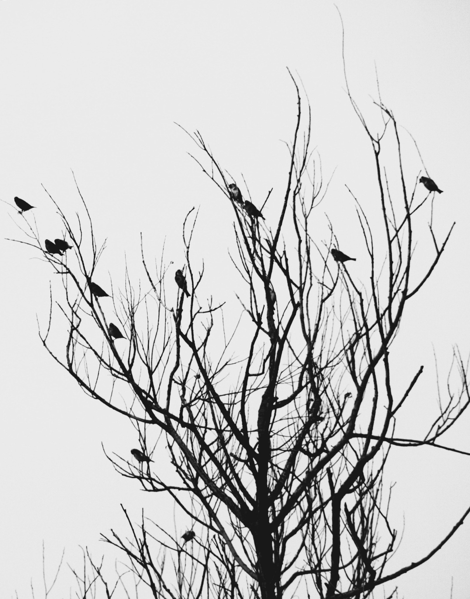 Sigma 18-200mm f/3.5-6.3 DC OS sample photo. Bird silhouette photography