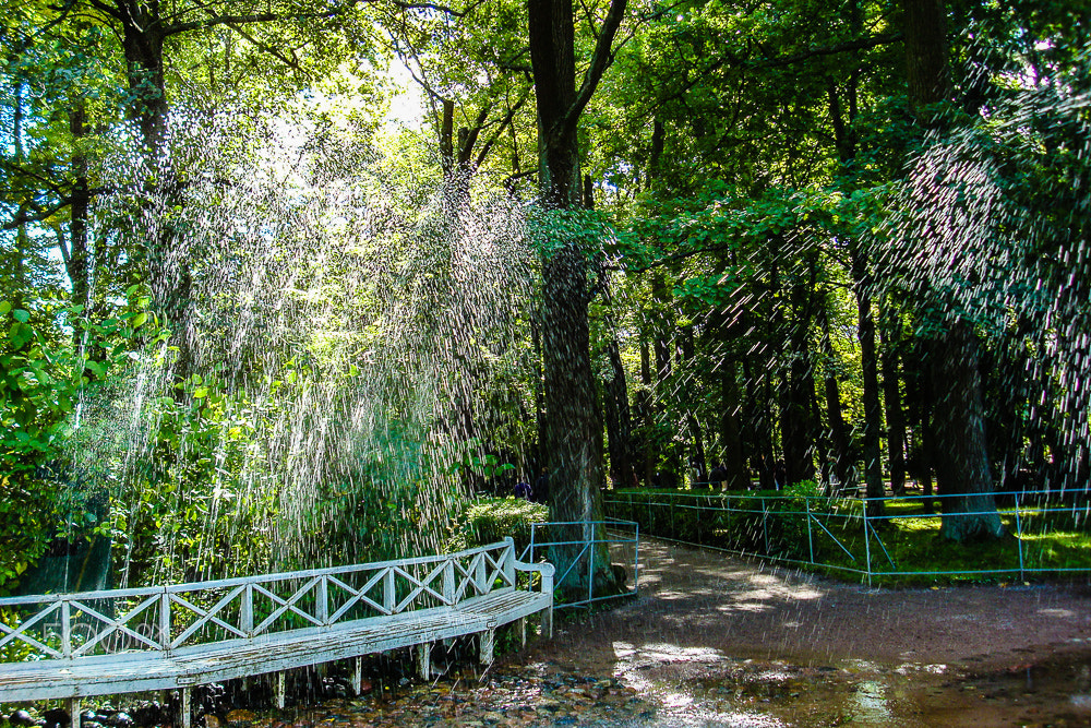 Sony DSC-W90 sample photo. Light, leaves, water, path photography