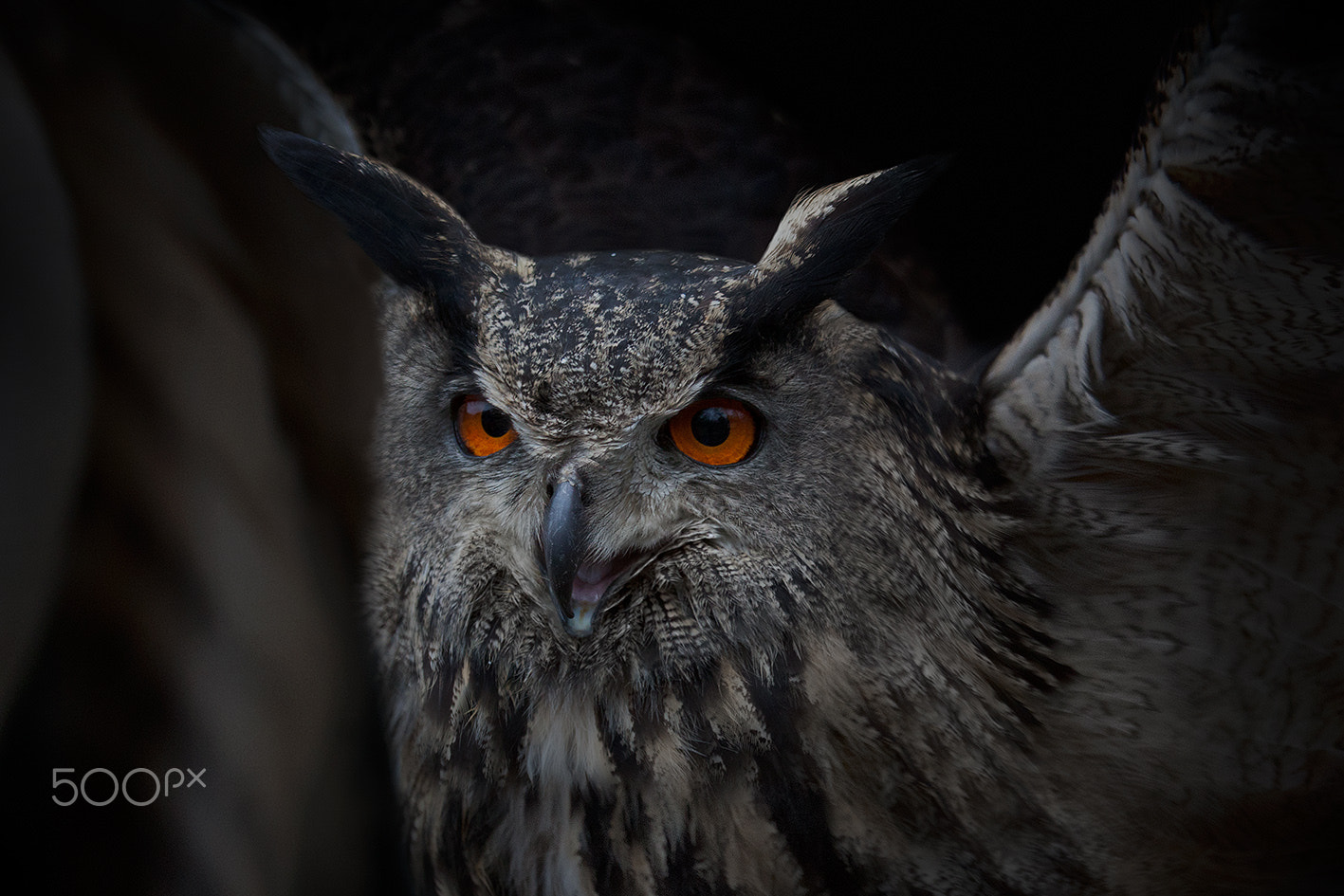 Canon EF 100-400mm F4.5-5.6L IS USM sample photo. Wing beating photography