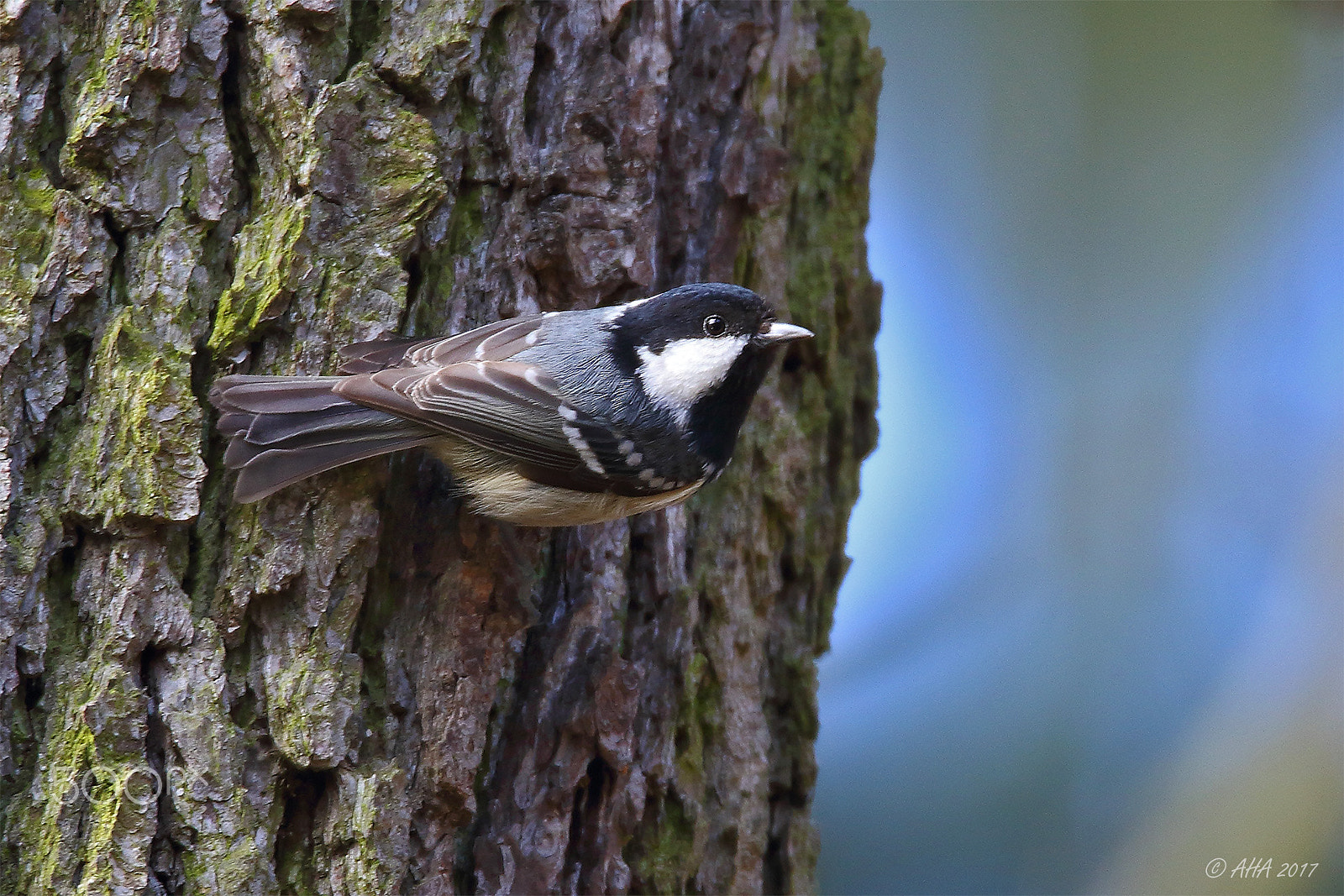 150-600mm F5-6.3 DG OS HSM | Sports 014 sample photo. Tannenmeise (periparus ater) photography