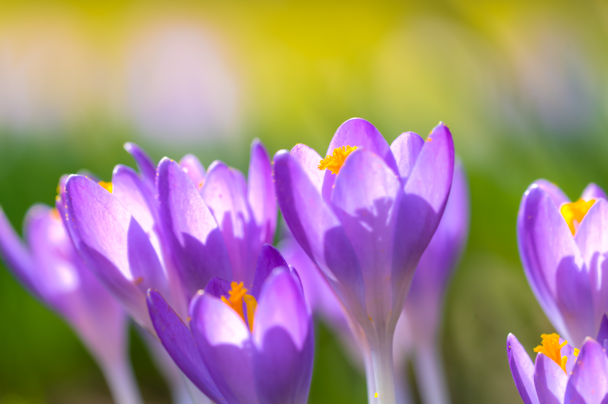 Sigma 150mm F2.8 EX DG OS Macro HSM sample photo. Lets the spring beginn photography