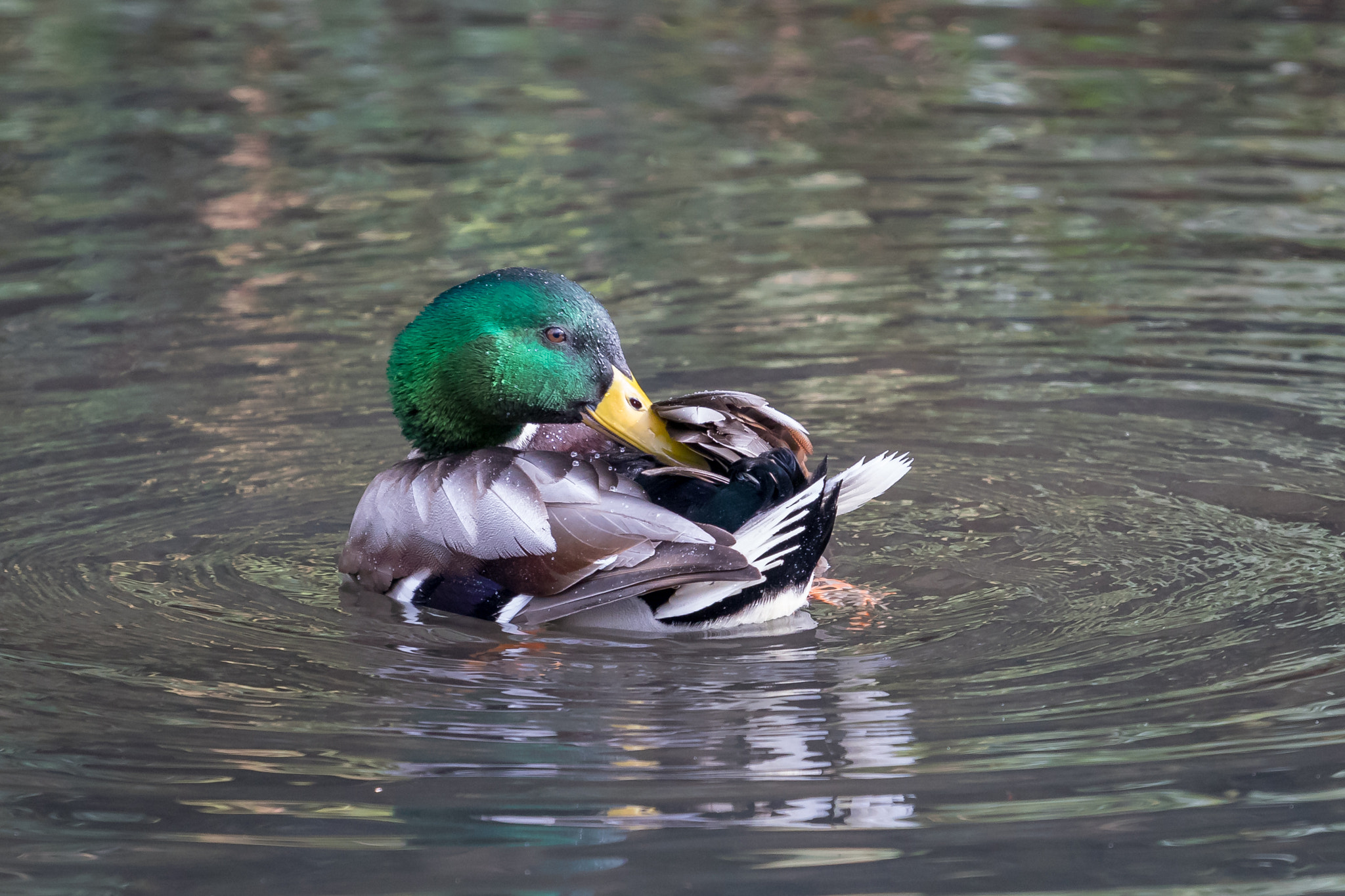 Canon EOS 80D + Canon EF 70-200mm F4L USM sample photo. Duck photography