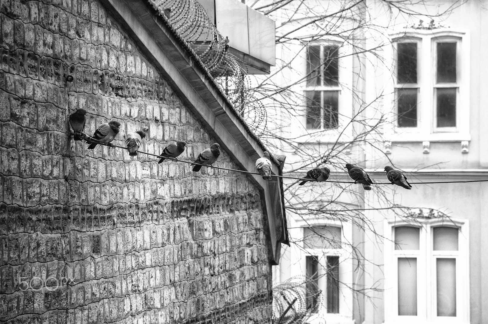 Canon EOS 60D sample photo. Guvercinler / pigeons photography
