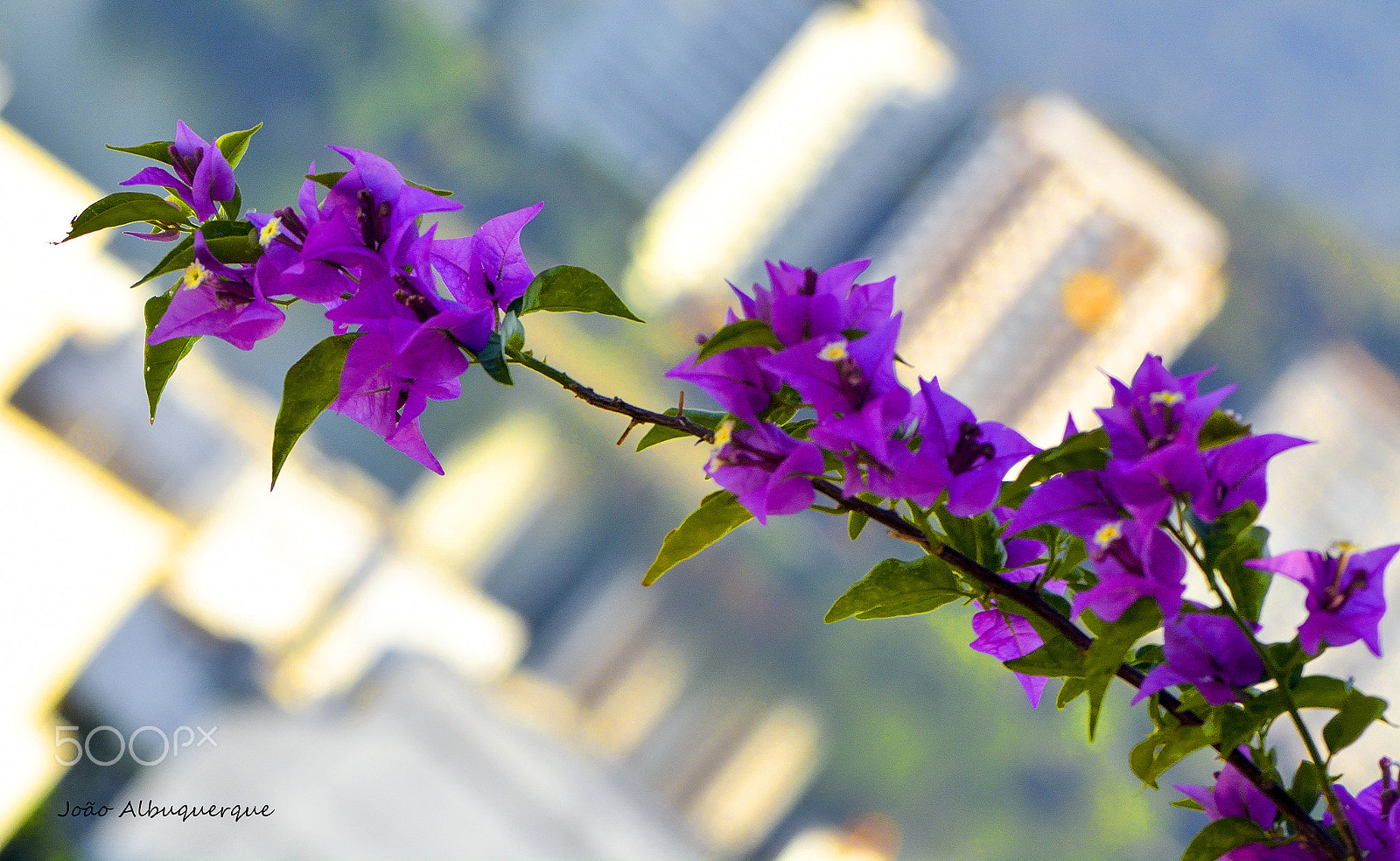 Nikon D5200 + Nikon AF-S Micro-Nikkor 105mm F2.8G IF-ED VR sample photo. Branch of bougainvillea photography