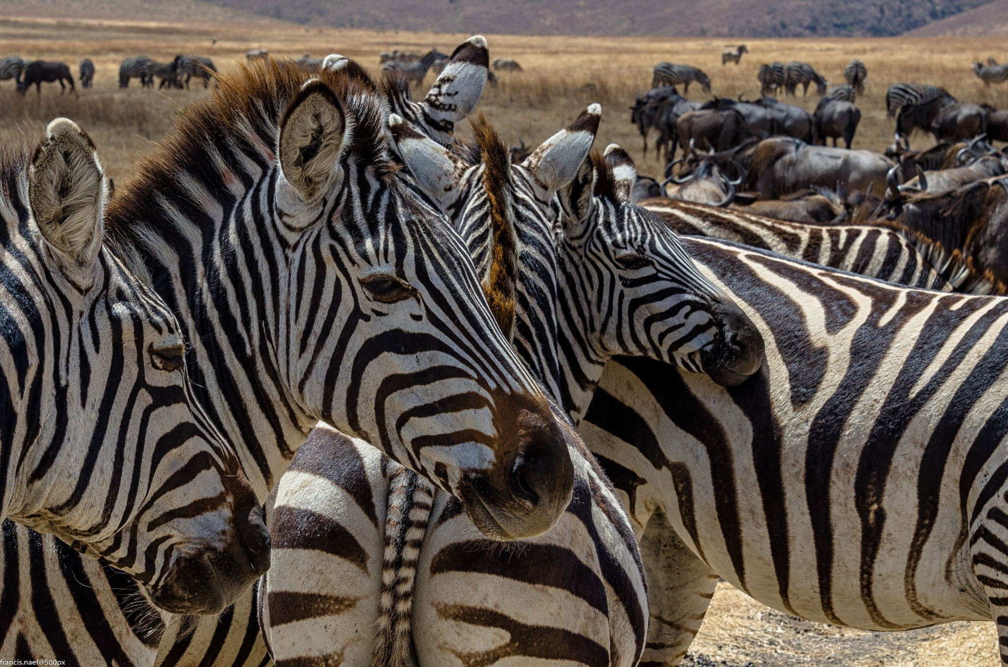 Nikon D7000 sample photo. Zebra in ngorongoro crater photography