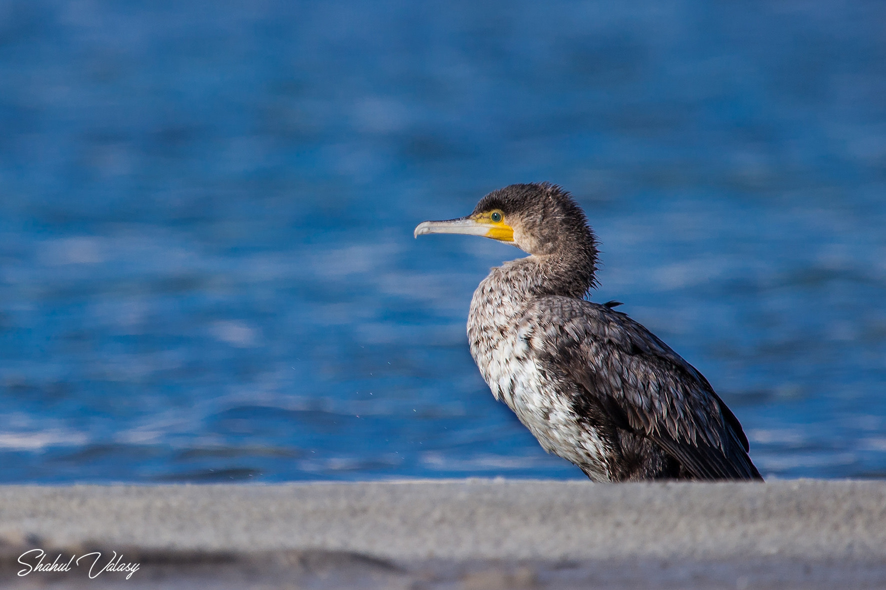 Canon EF 100-400mm F4.5-5.6L IS USM sample photo. Little cormarant photography