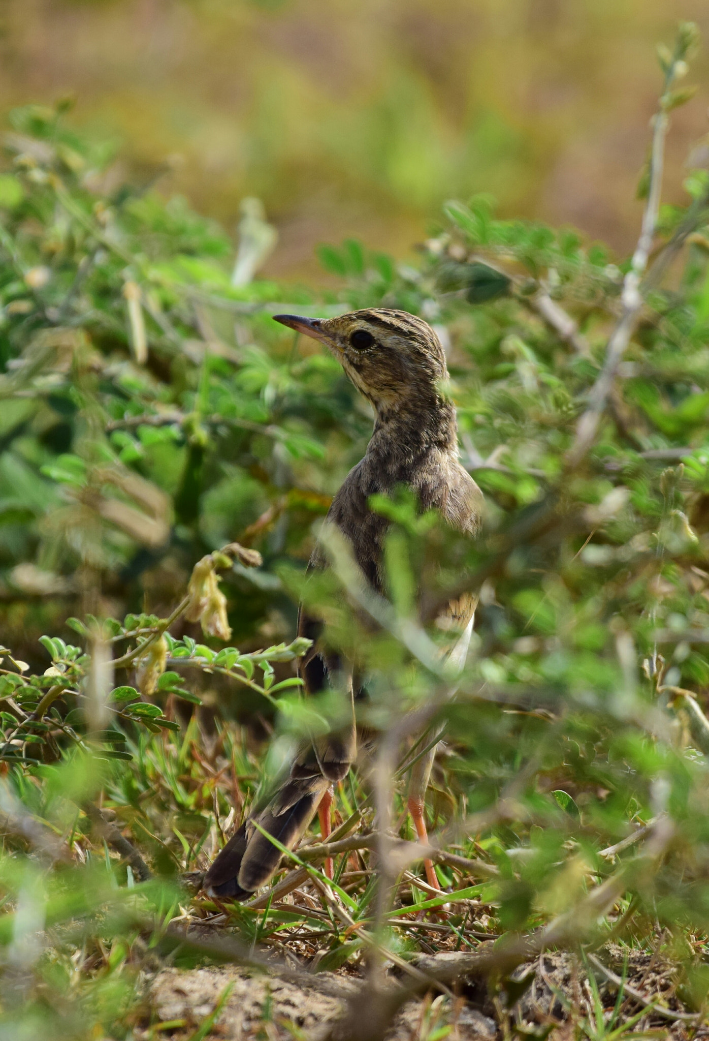 Nikon AF-S Nikkor 200-500mm F5.6E ED VR sample photo