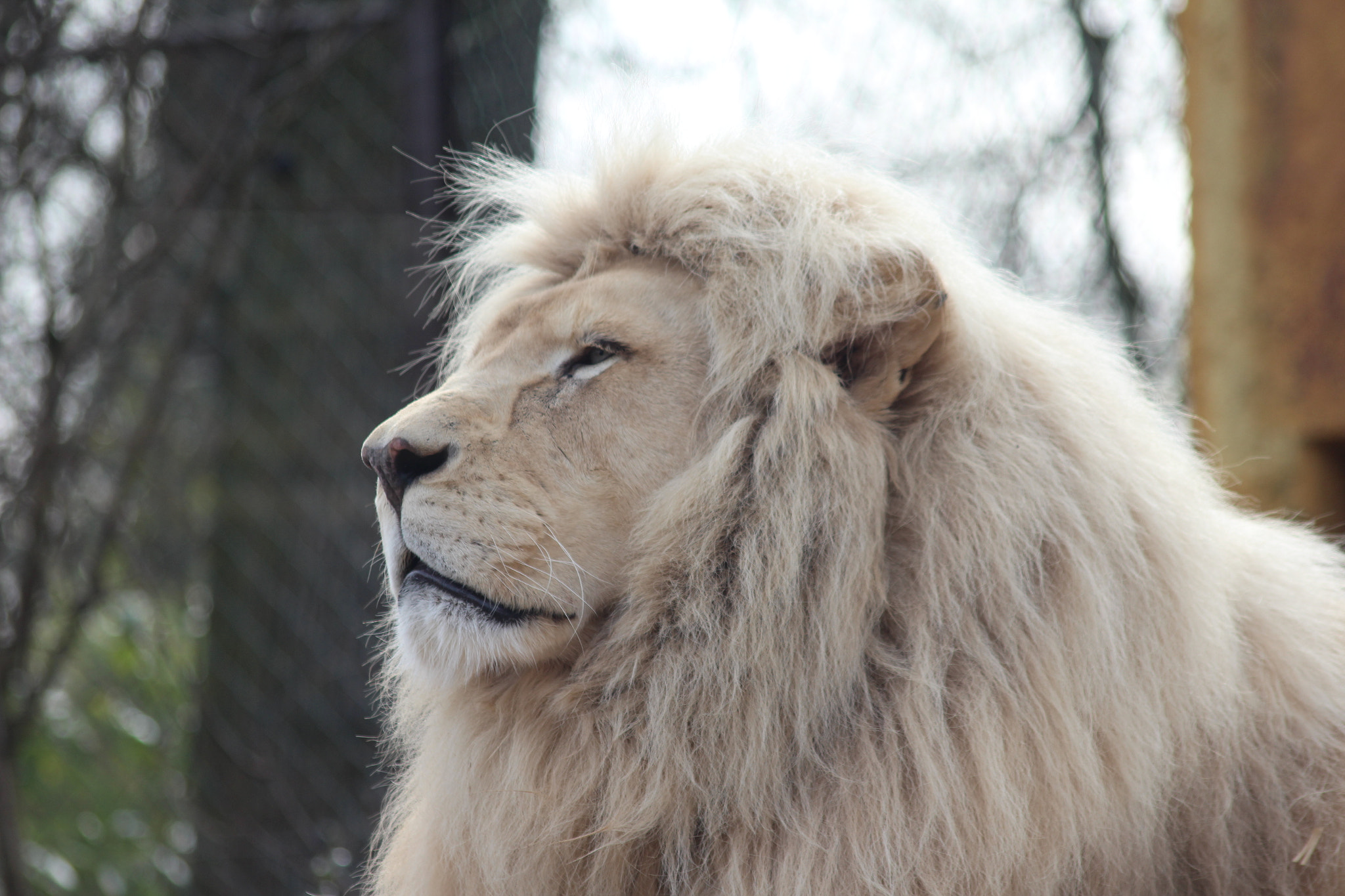 Canon EOS 1200D (EOS Rebel T5 / EOS Kiss X70 / EOS Hi) + Sigma 70-300mm F4-5.6 APO DG Macro sample photo. Lion blanc au zoo d'amnéville photography