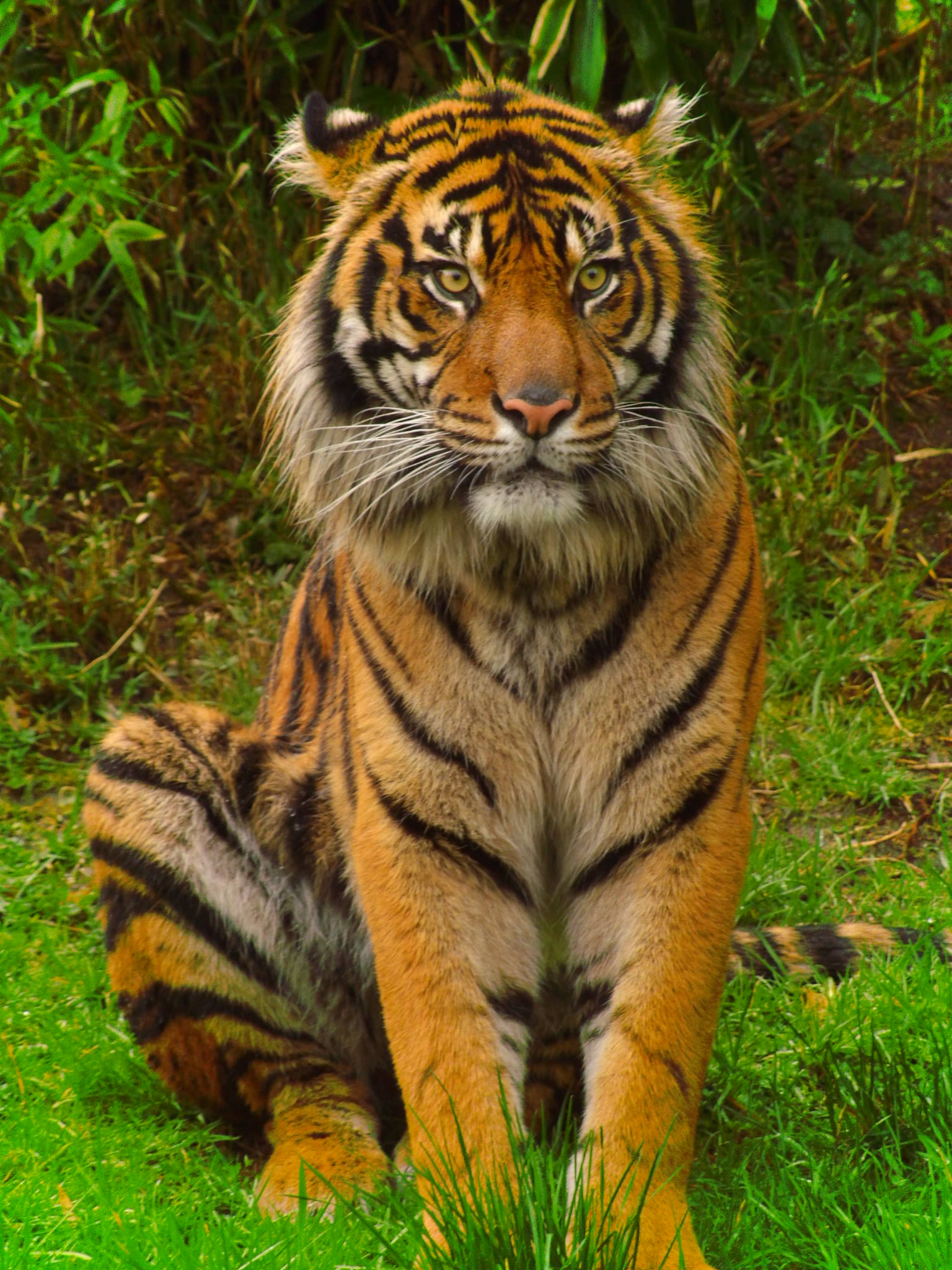 Kodak PIXPRO AZ521 sample photo. Sumatran tiger photography